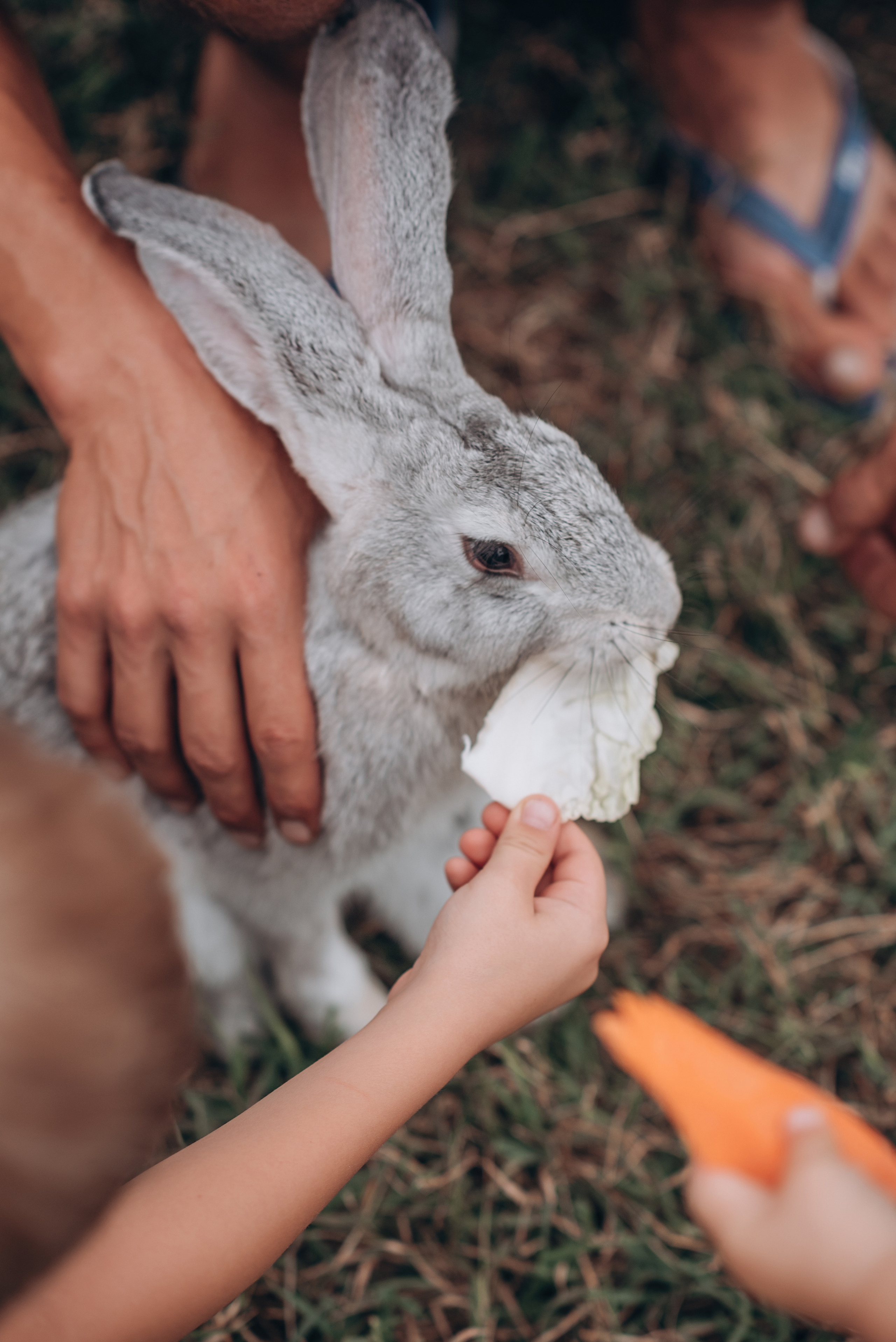 Пикник на заднем дворе. Свадебный и семейный фотограф Екатерина Коробова г. Моздок