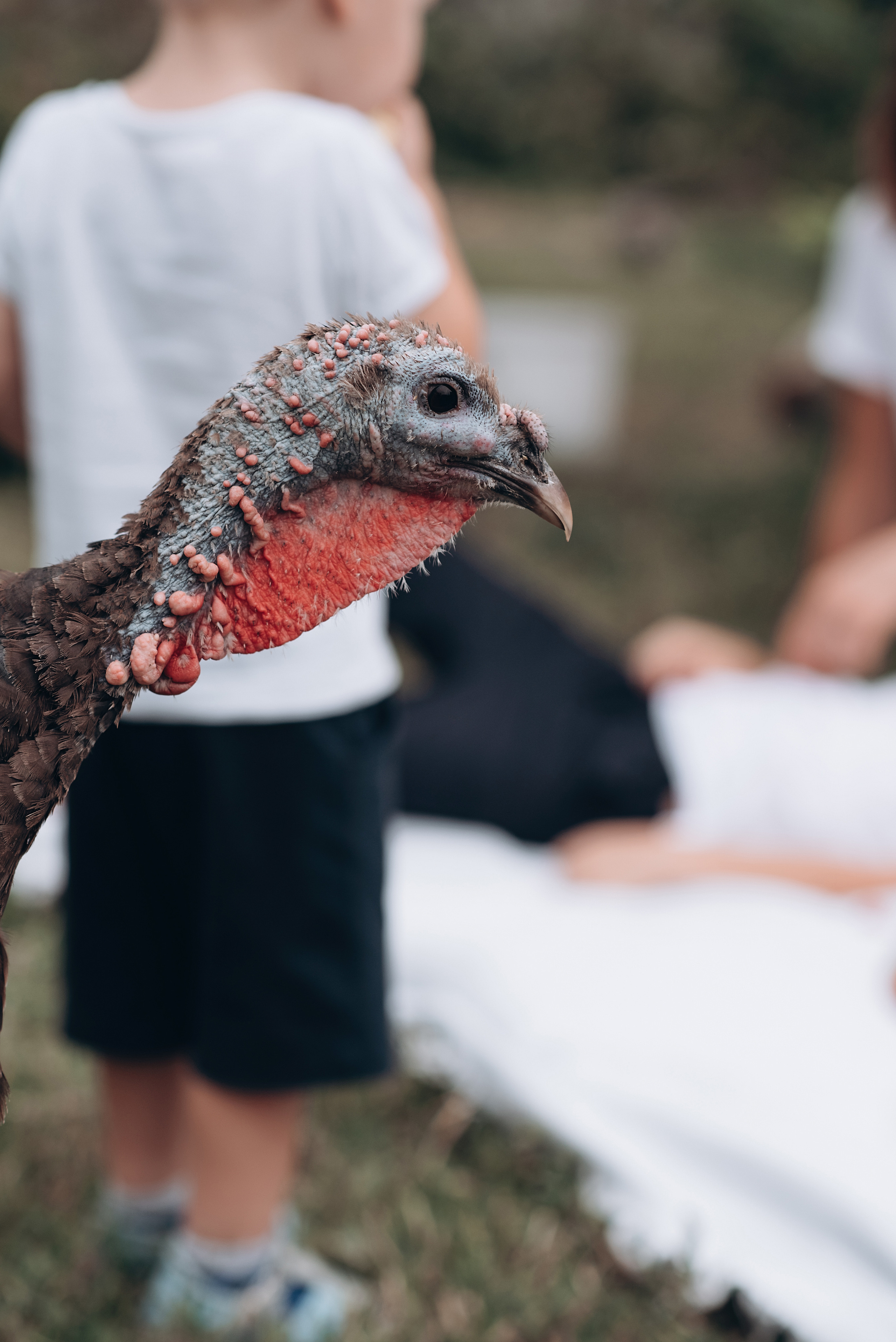 Пикник на заднем дворе. Свадебный и семейный фотограф Екатерина Коробова г. Моздок