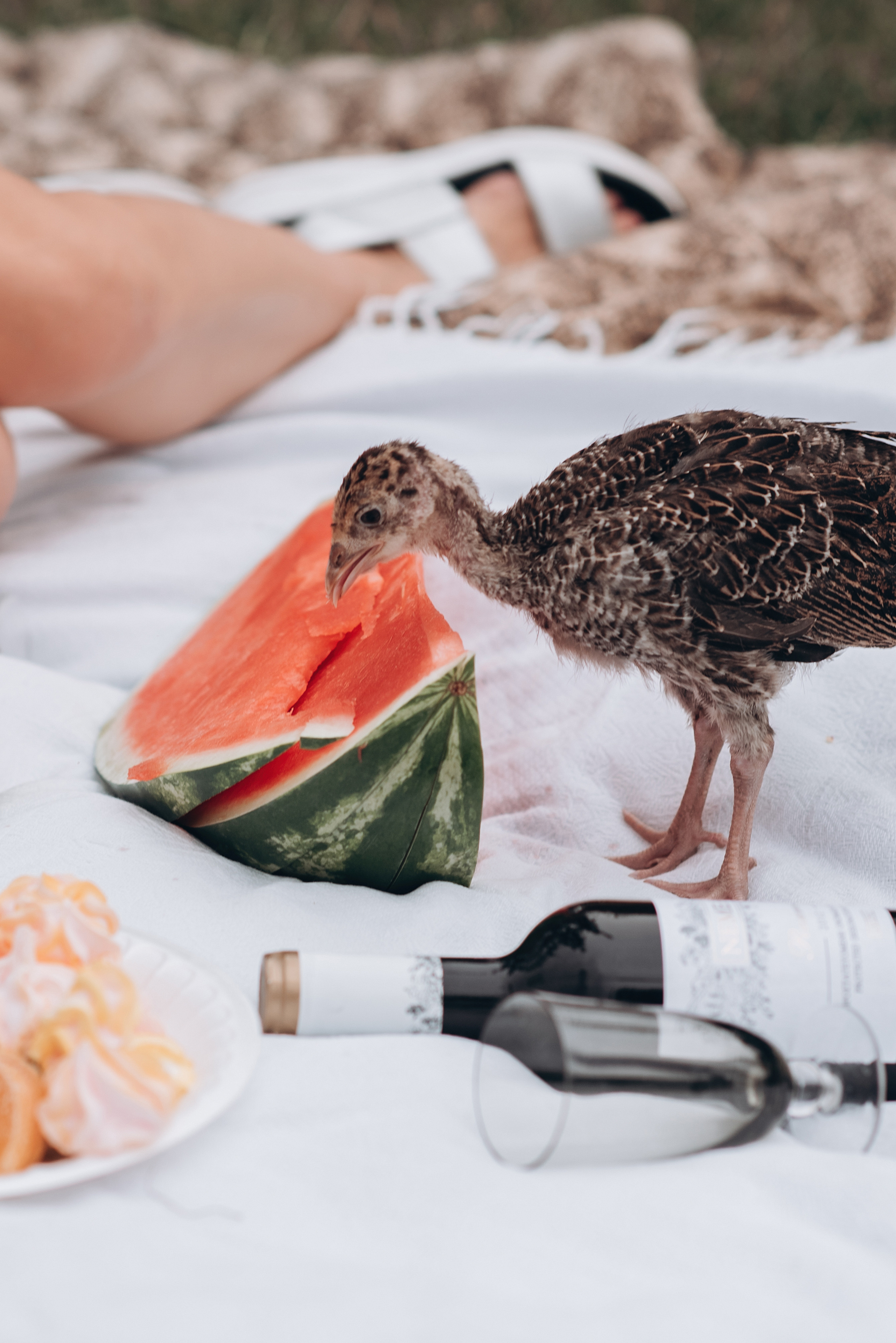 Пикник на заднем дворе. Свадебный и семейный фотограф Екатерина Коробова г. Моздок