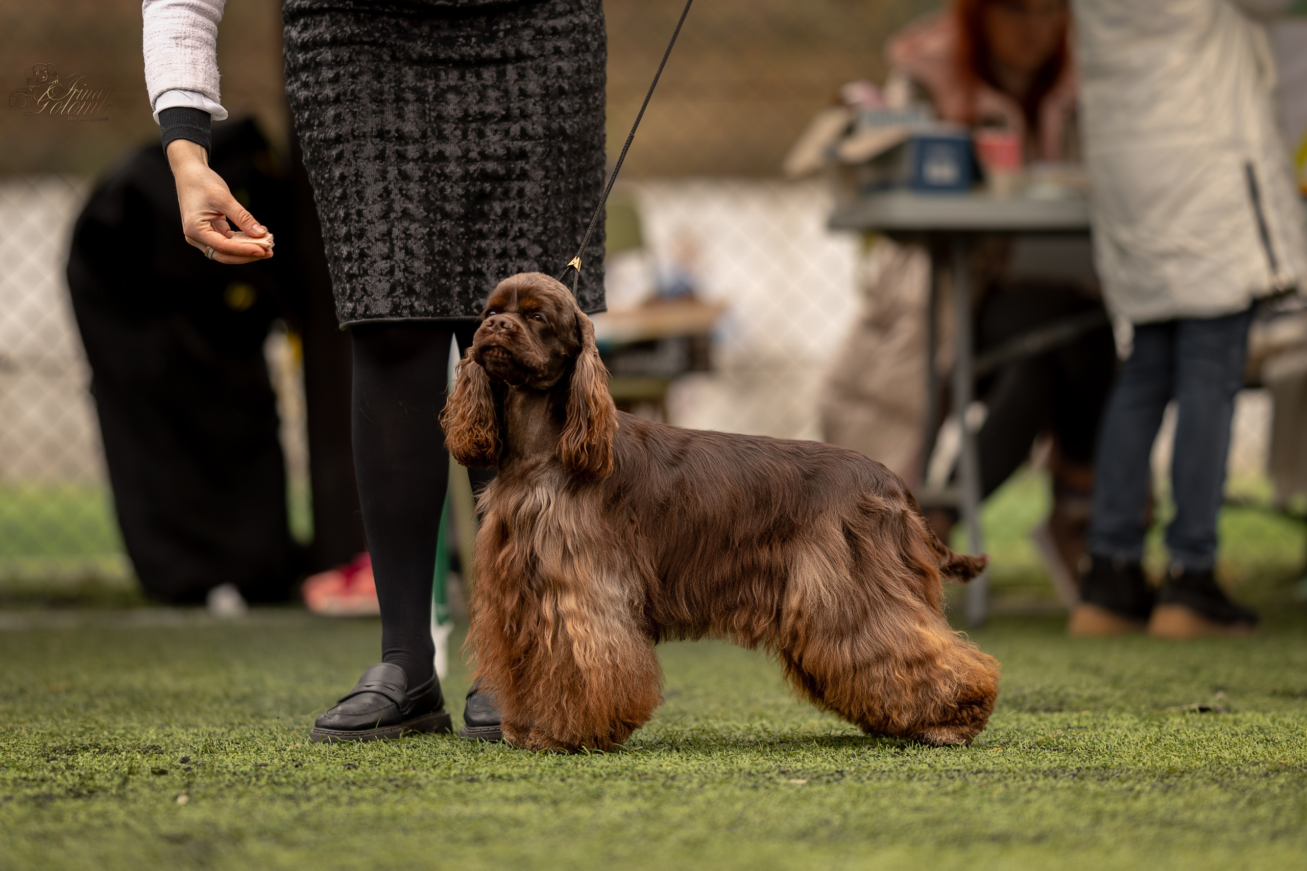 Выставка 17.12.23. Ирина Голомб|Фотограф-анималист в  Сочи и Калининграде