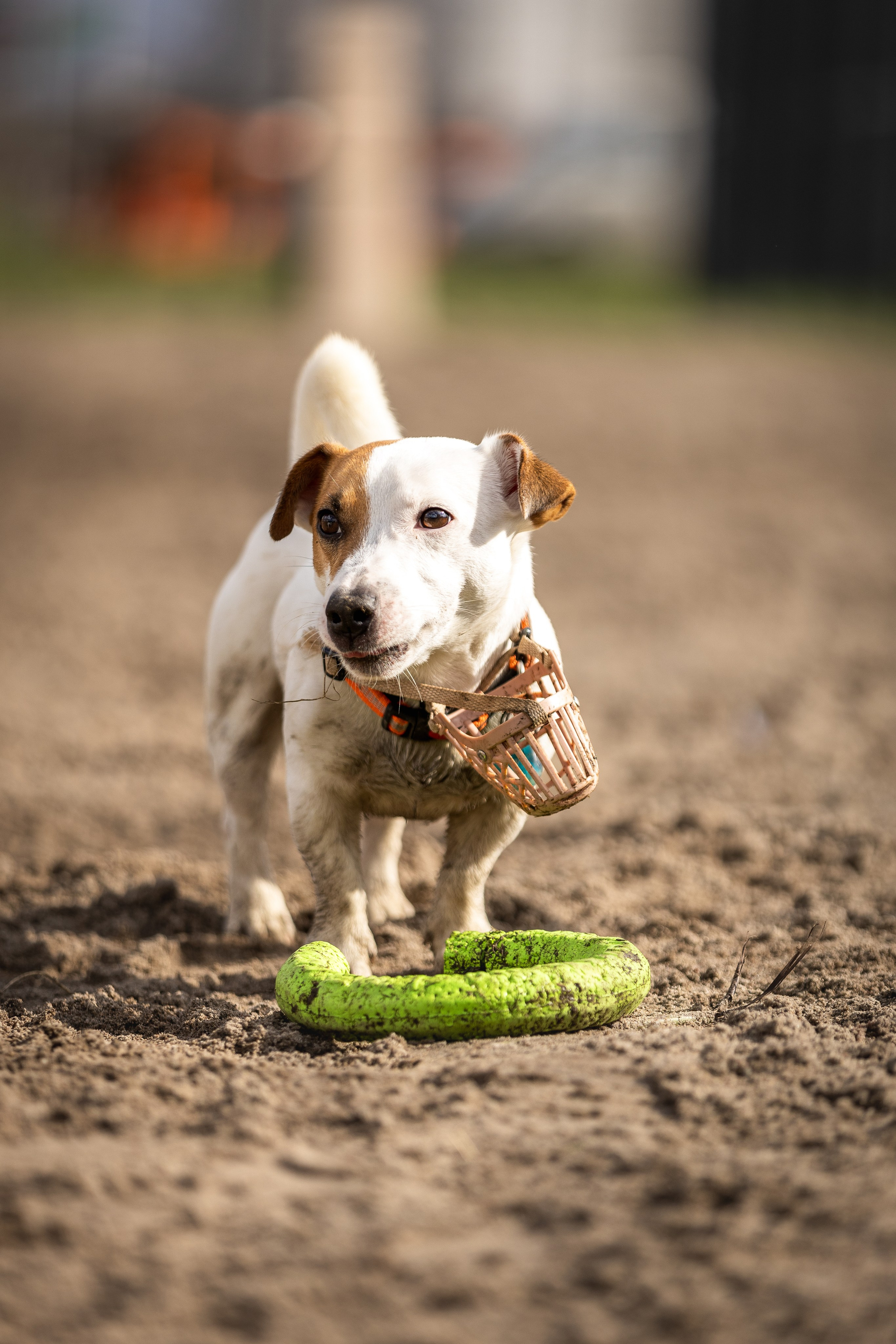 Догтуса 24.03.2024. Ирина Голомб|Фотограф-анималист в  Сочи и Калининграде