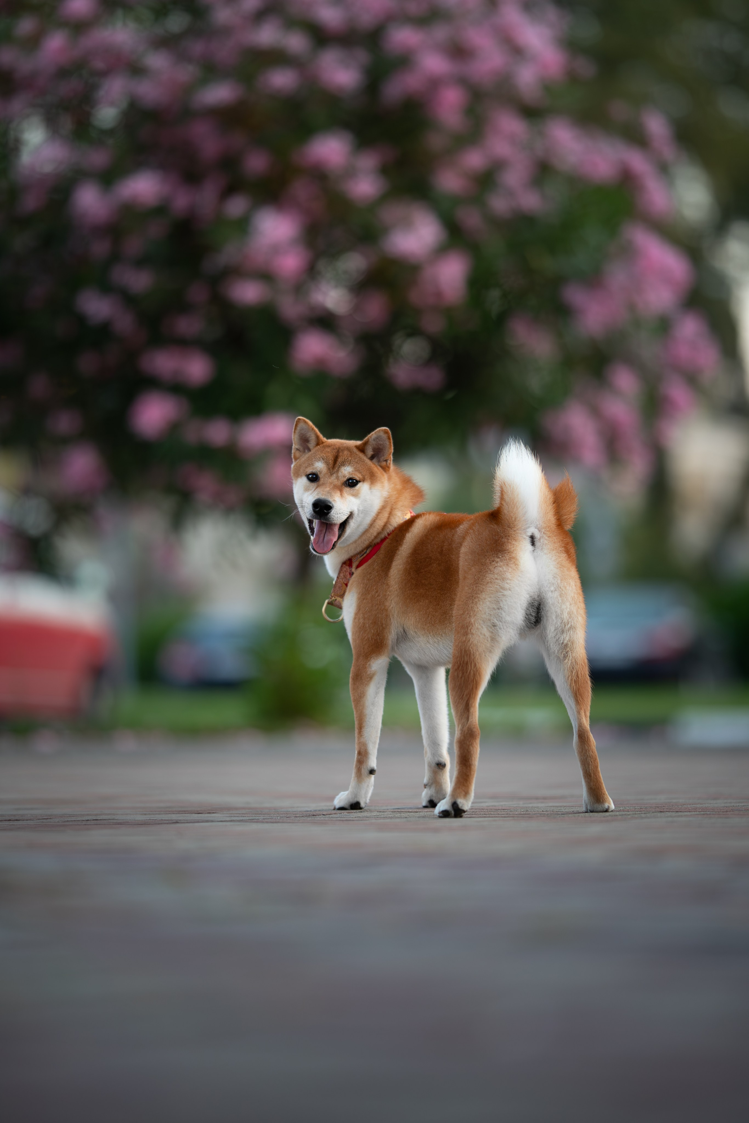 Митсоу, Сиба-Ину. Ирина Голомб|Фотограф-анималист в  Сочи и Калининграде
