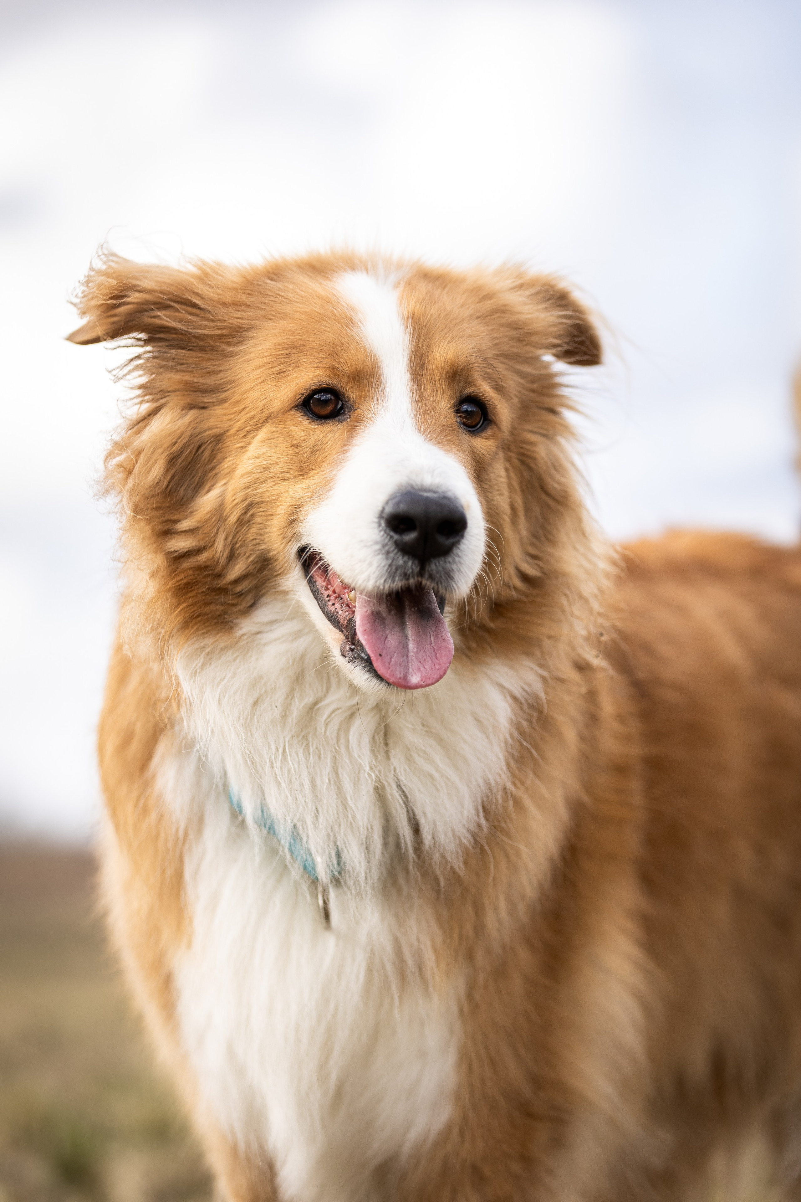Догтуса 24.03.2024. Ирина Голомб|Фотограф-анималист в  Сочи и Калининграде