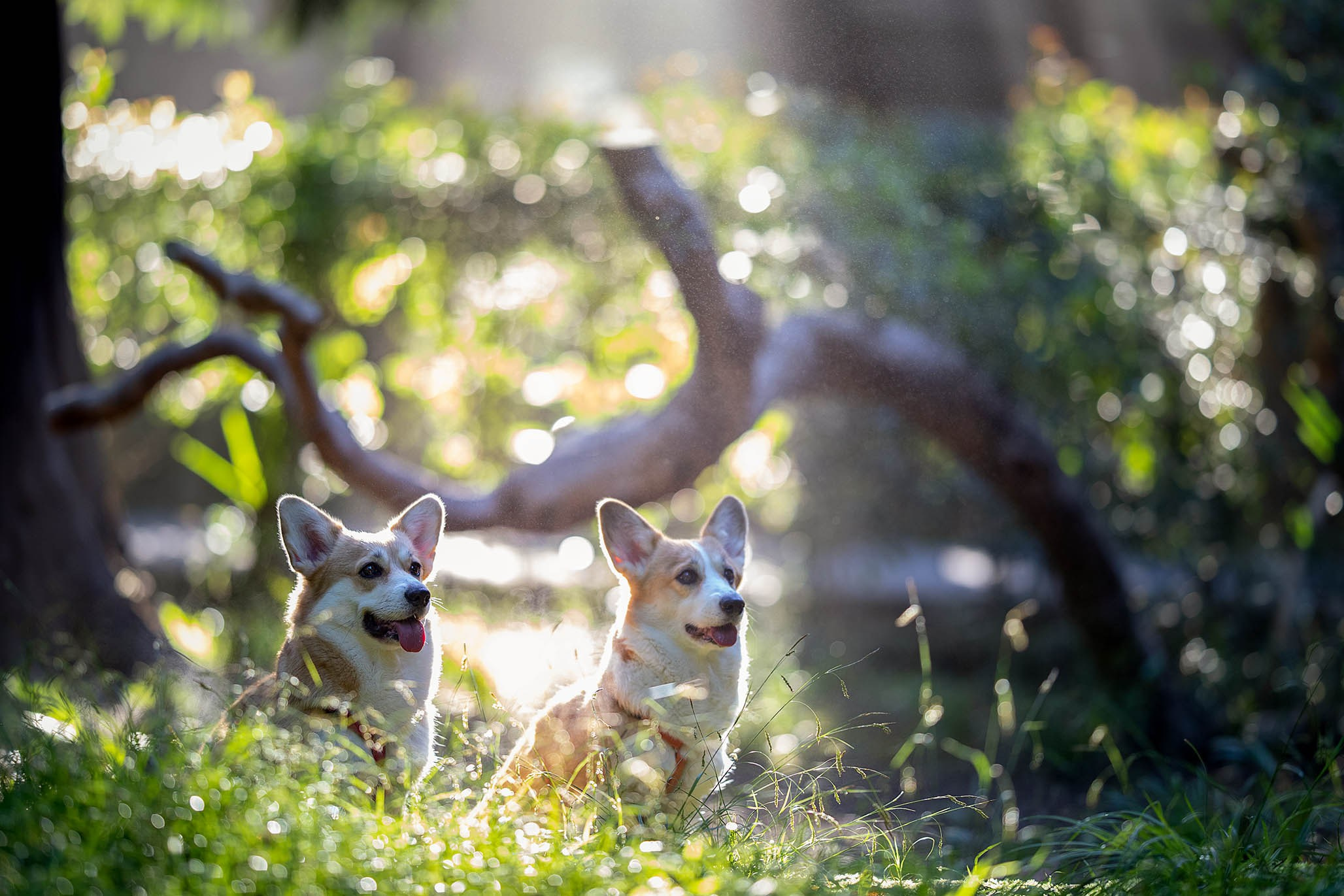 Лиса и Деви, корги. Ирина Голомб|Фотограф-анималист в  Сочи и Калининграде