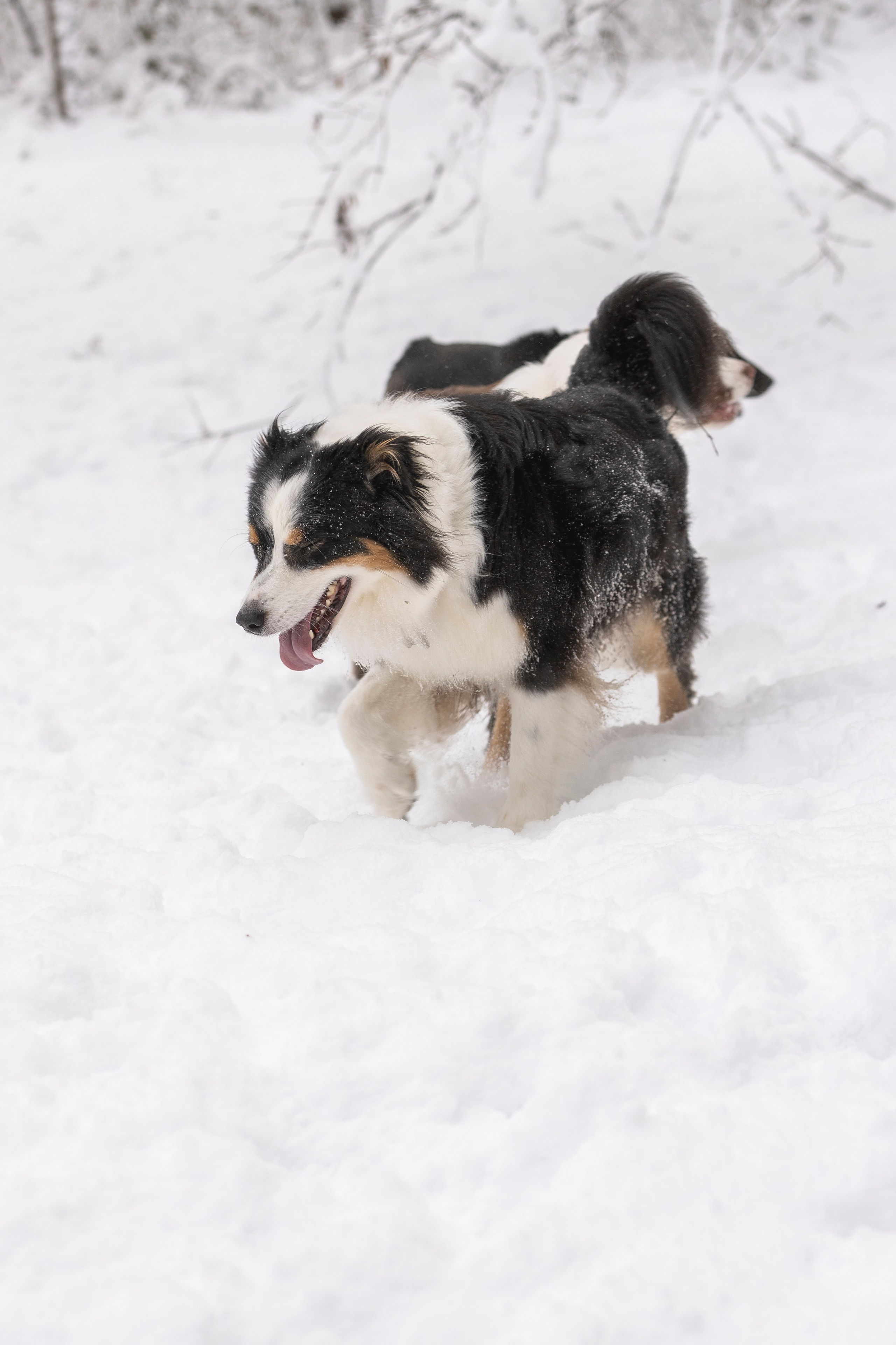 Догтуса Тропа Ефремова. Ирина Голомб|Фотограф-анималист в  Сочи и Калининграде