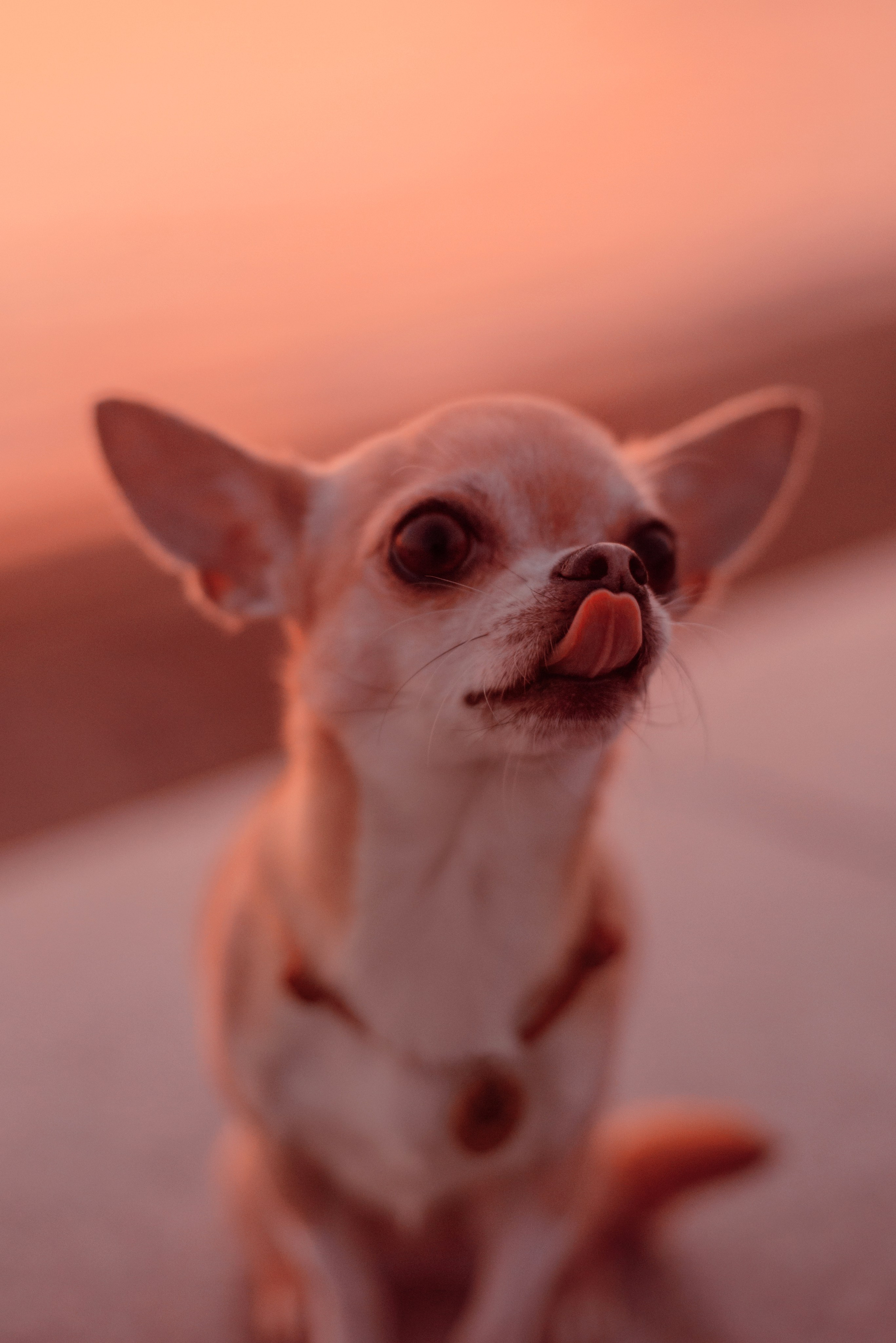 Прогулка: чихуахуа Хенни и Алина во Владивостоке. Портфолио