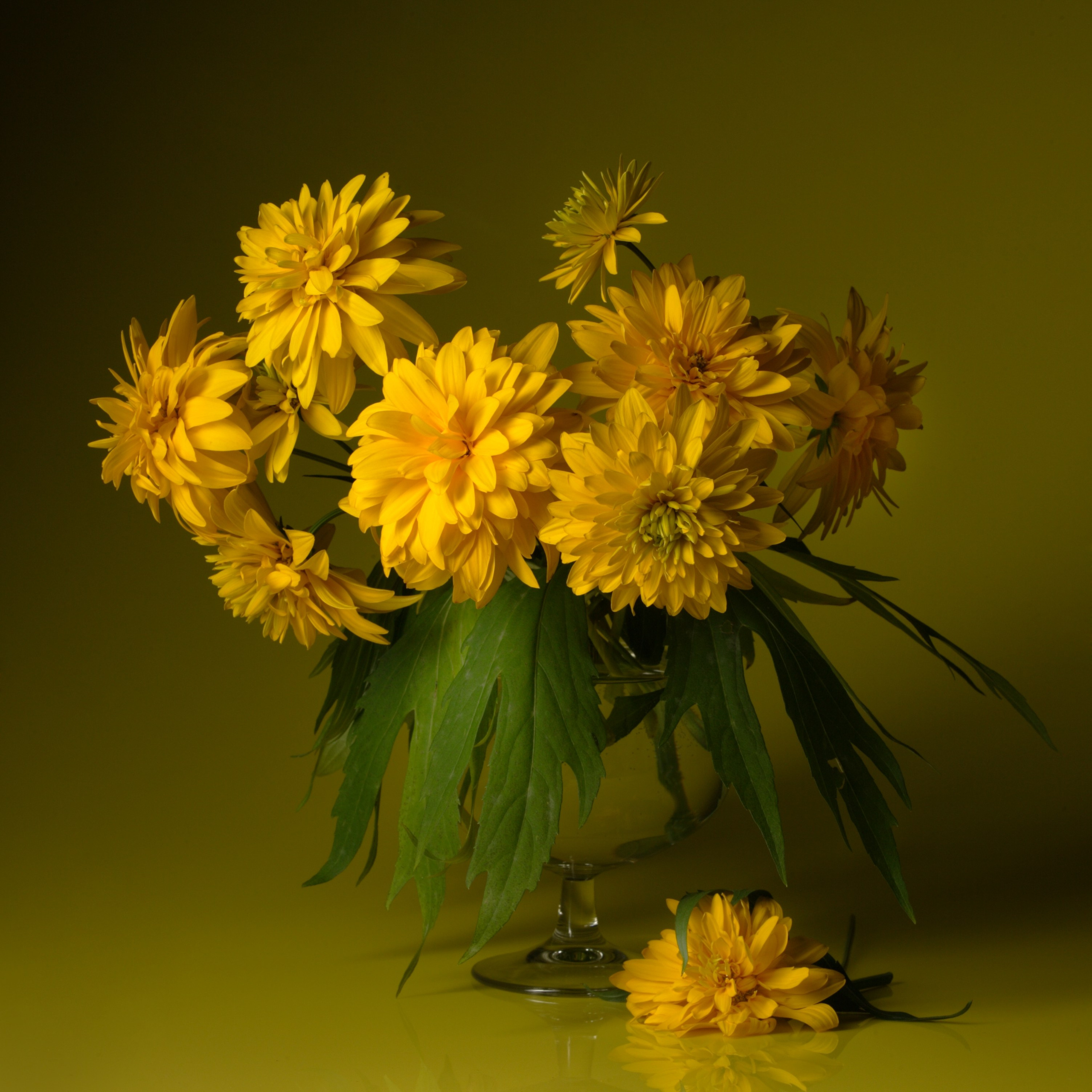 Цветы. Фотограф Мария Кольцова