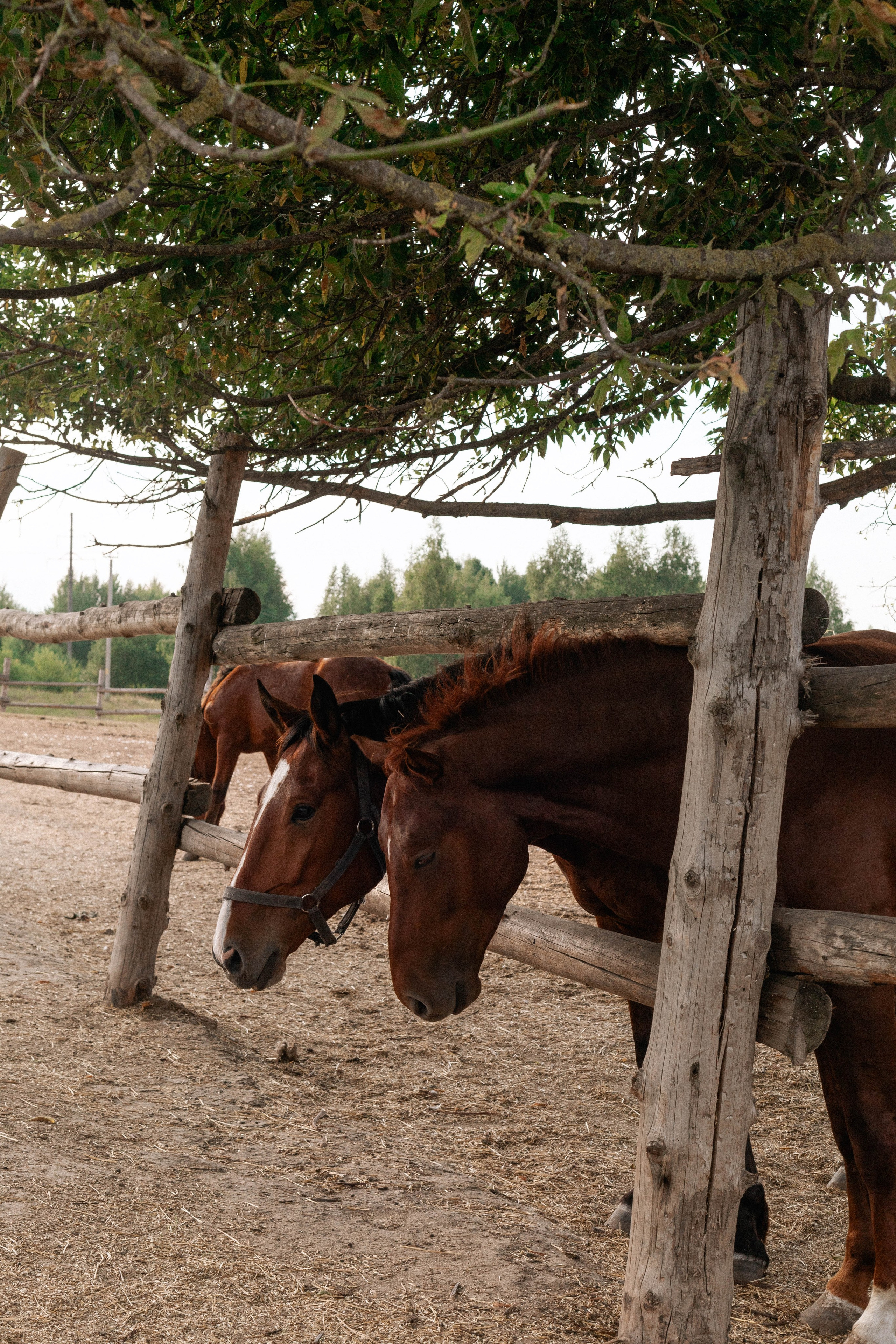 Годик Нине. Свадебный и портретный фотограф Соломко Диана