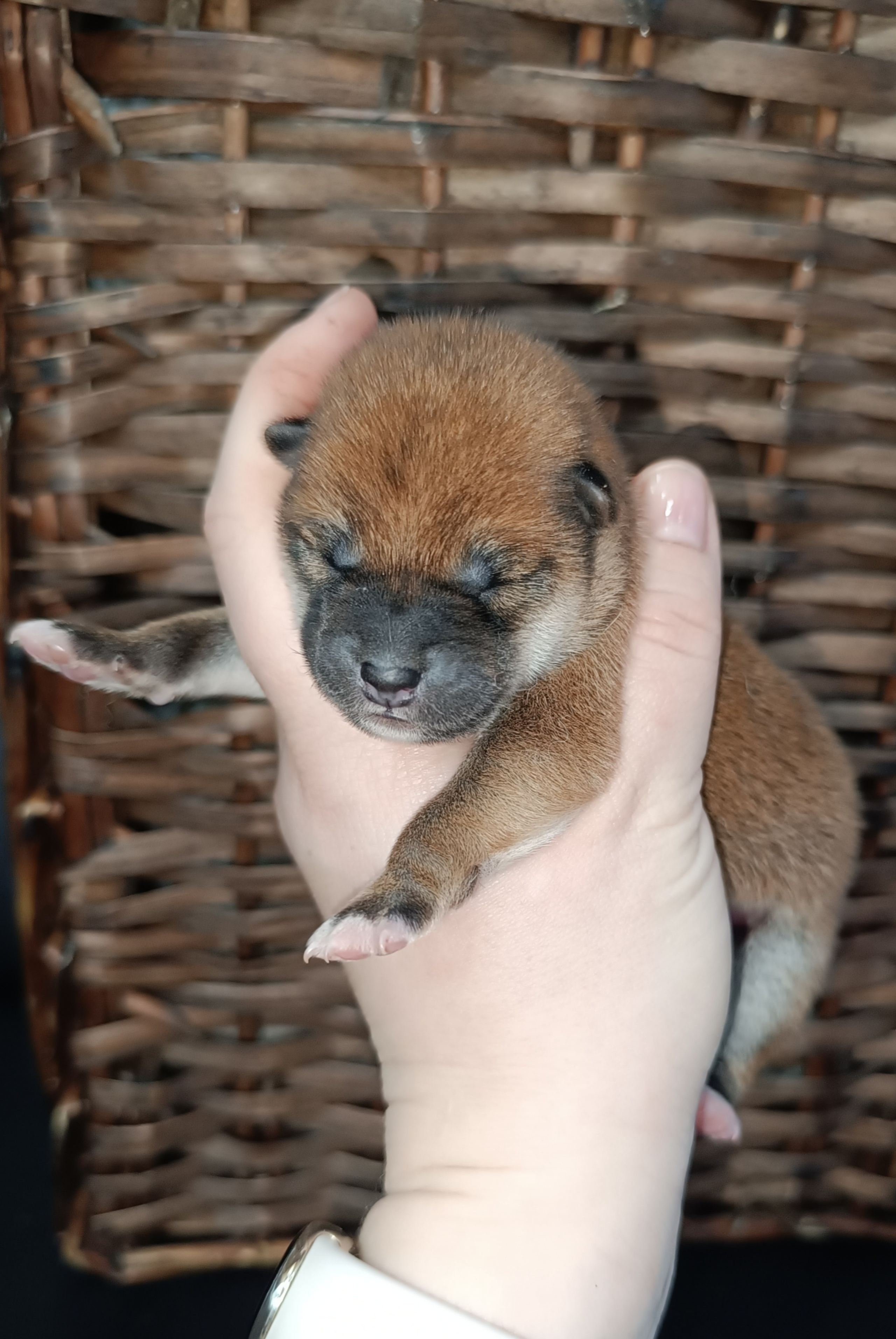 сиба питомник Рубилайт щенки на продажу rubylight  сиба щенки купить СПб Санкт-Петербург 