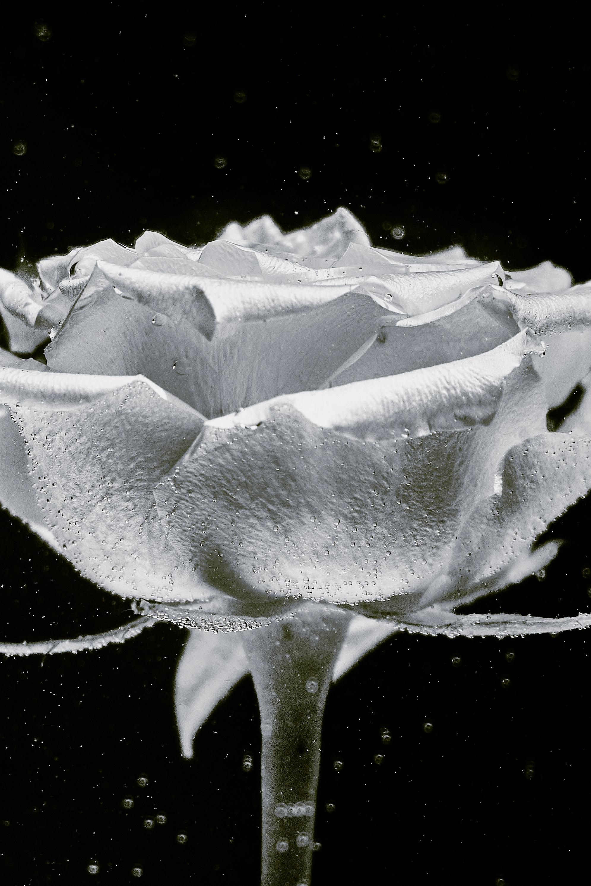 Water @doom_of_bloom. @39.62