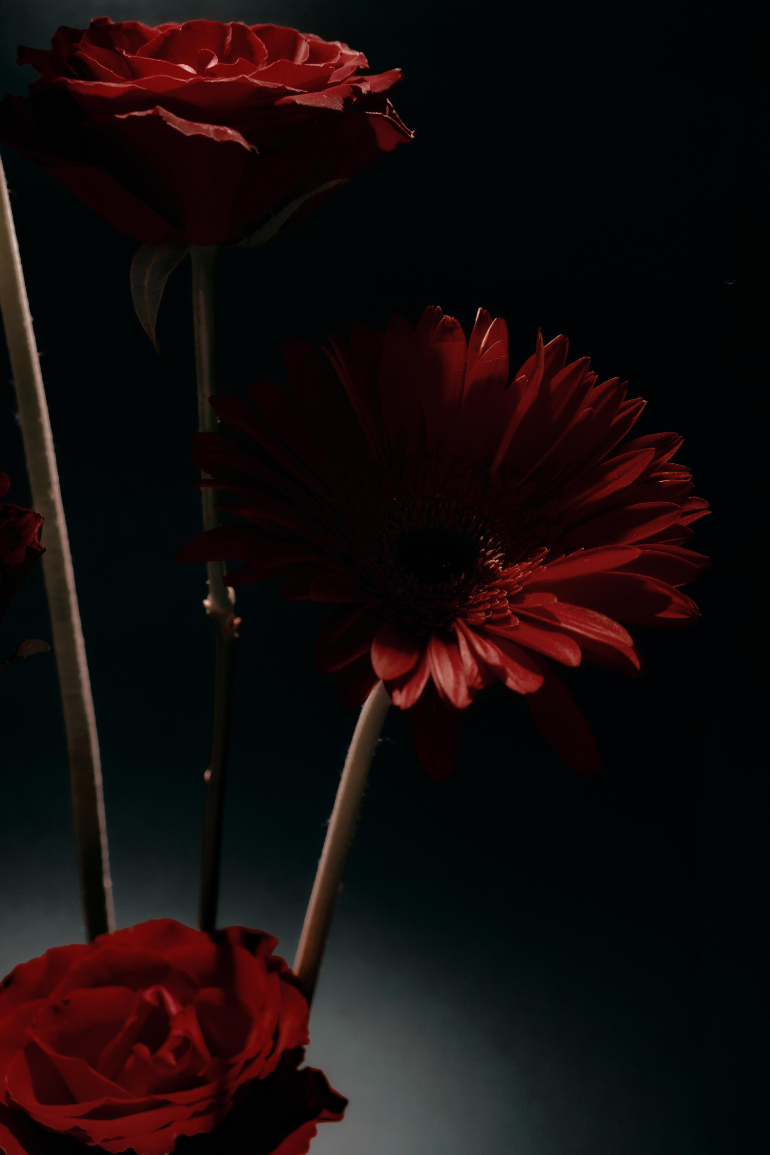 Black Red @doom_of_bloom. @39.62