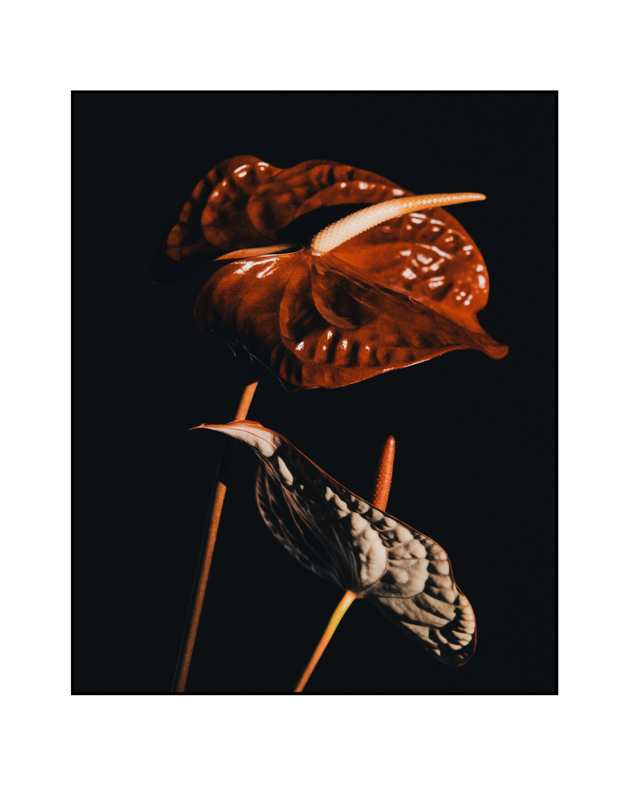 @mariaprokhvatilova @doom_of_bloom. @39.62