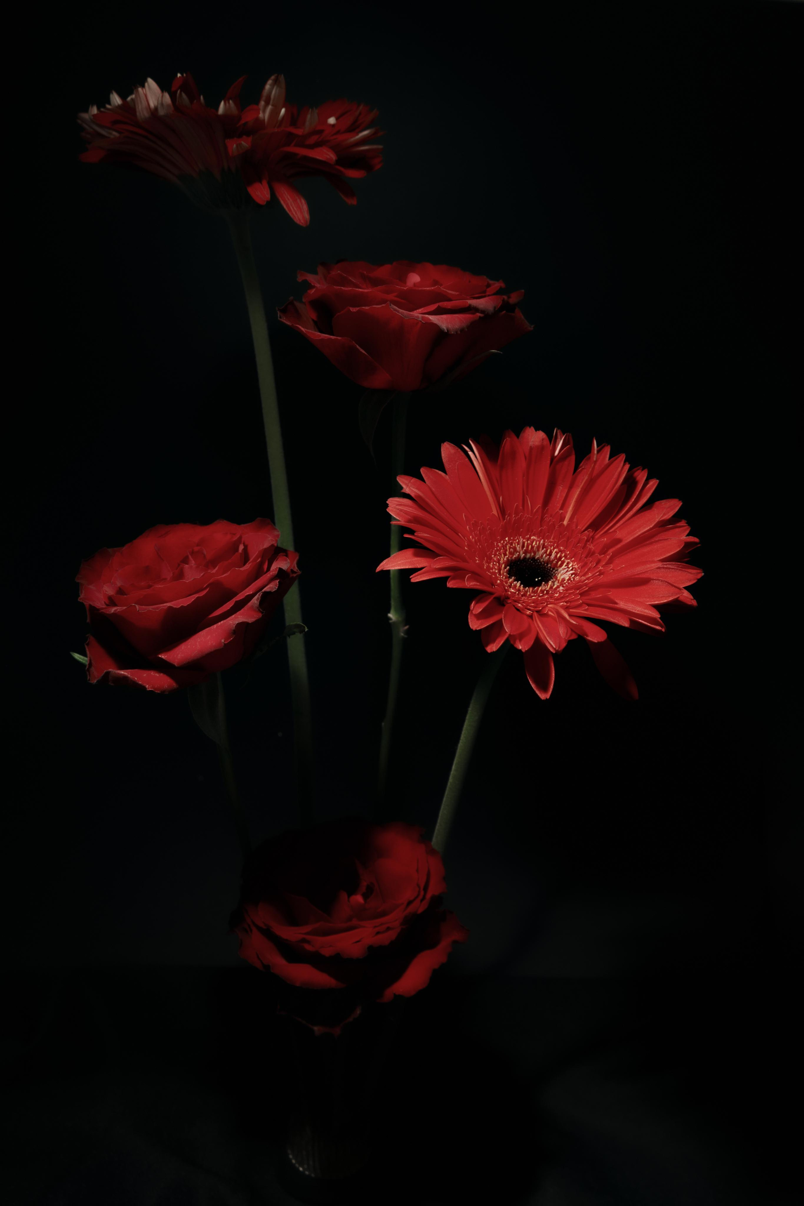 Black Red @doom_of_bloom. @39.62