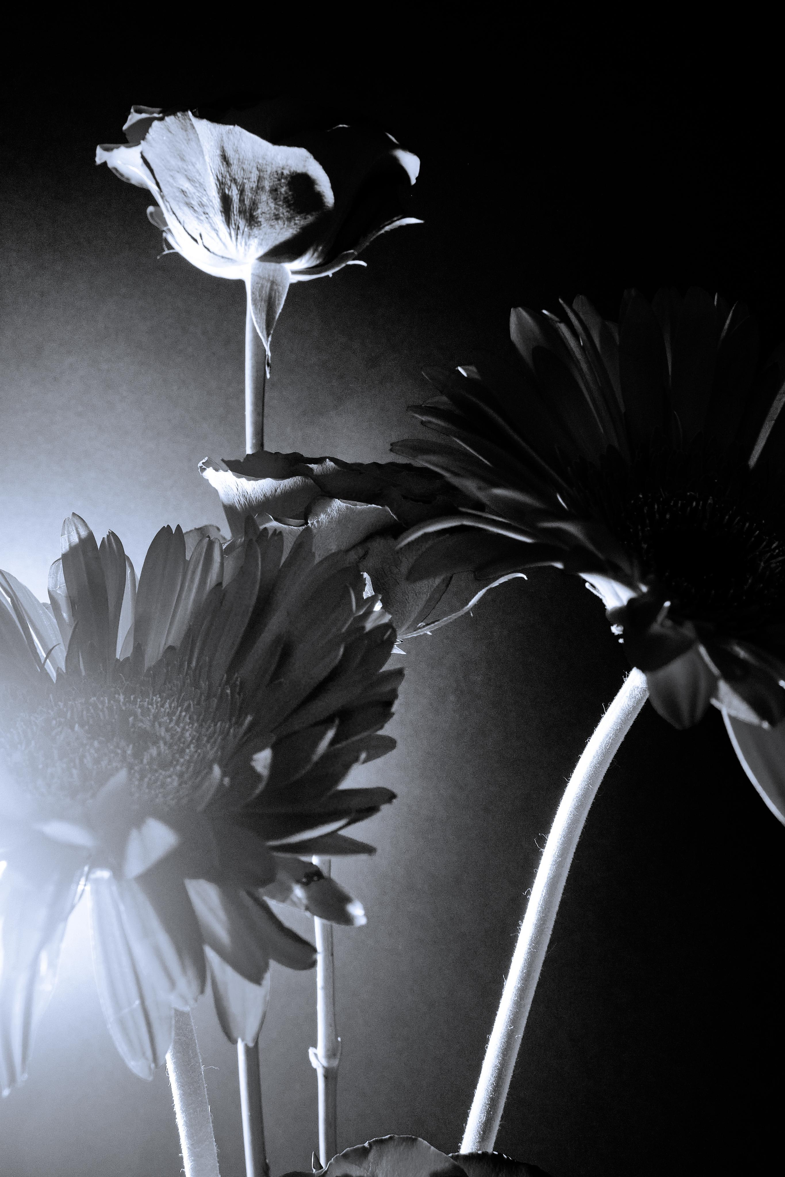 Black Red @doom_of_bloom. @39.62