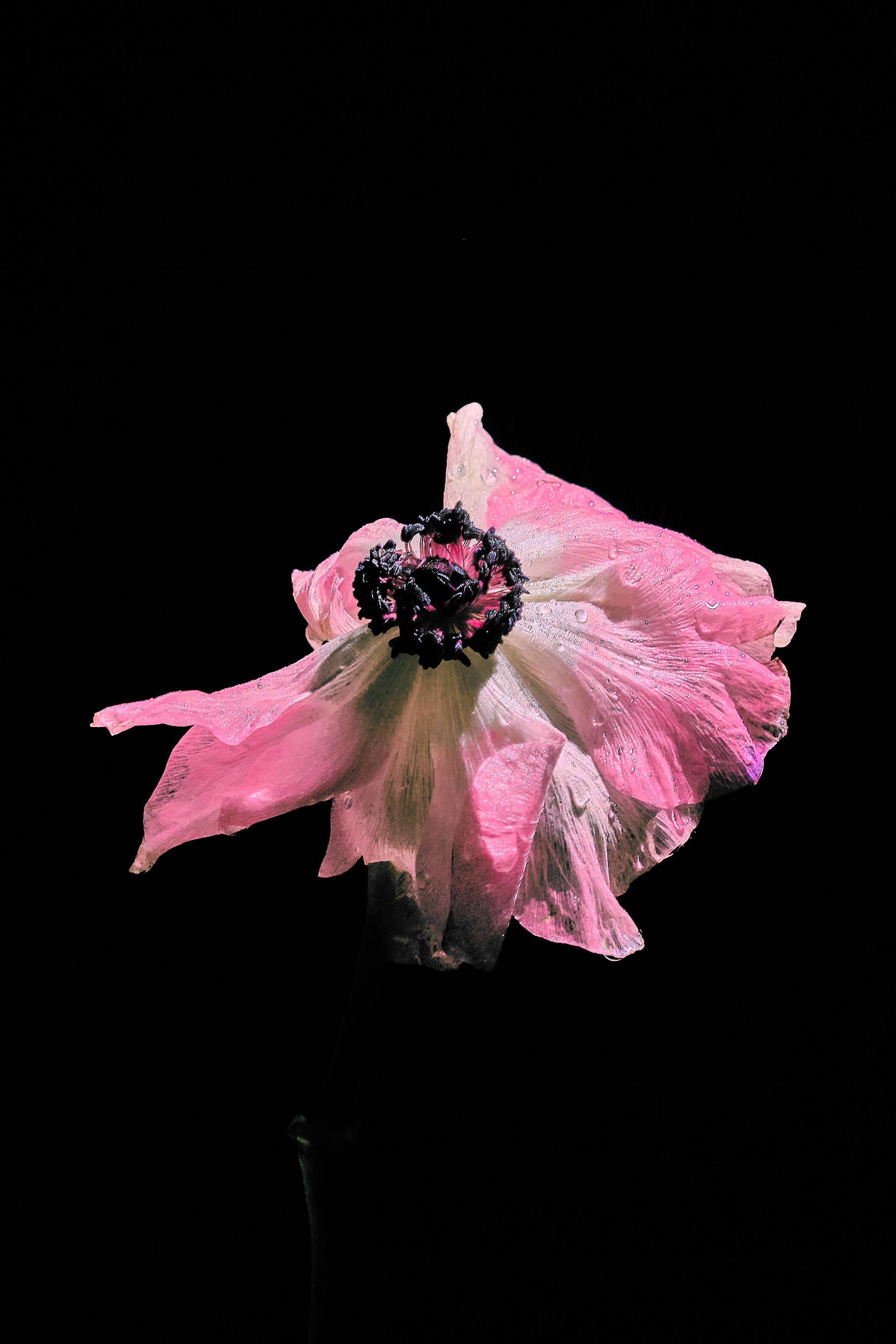 Water @doom_of_bloom. @39.62