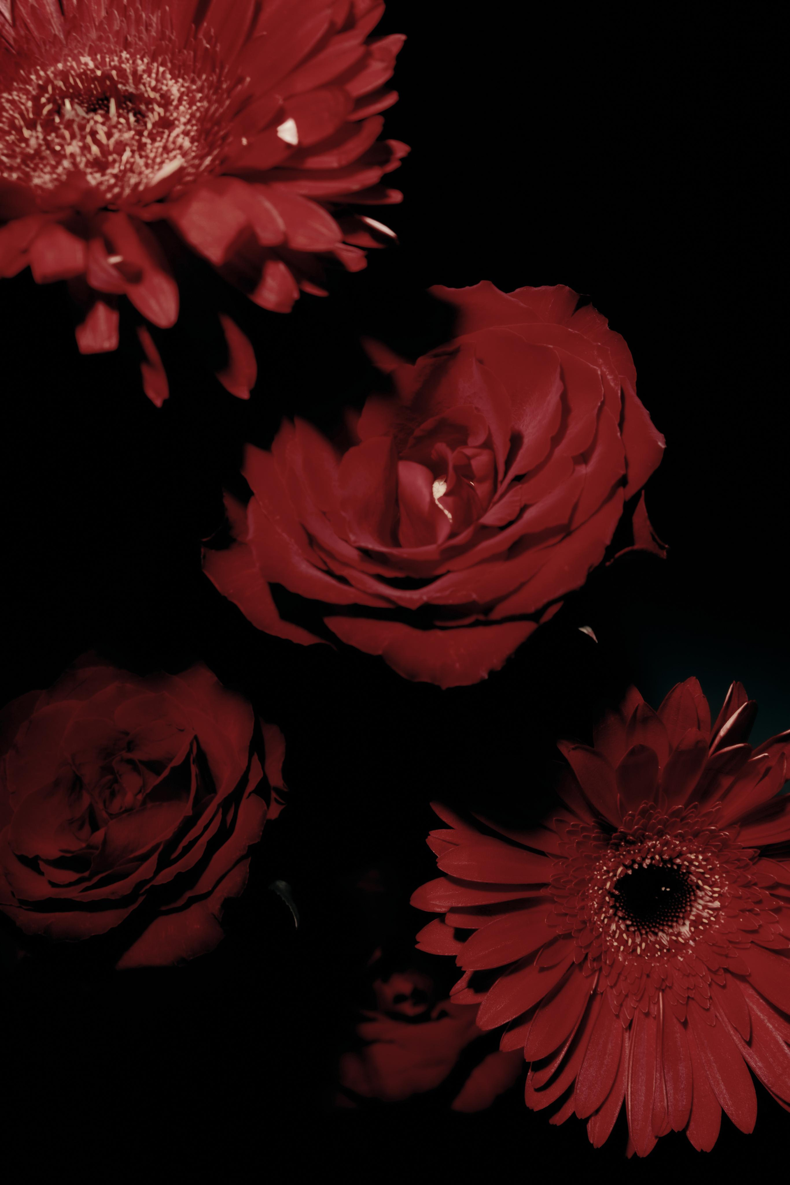 Black Red @doom_of_bloom. @39.62