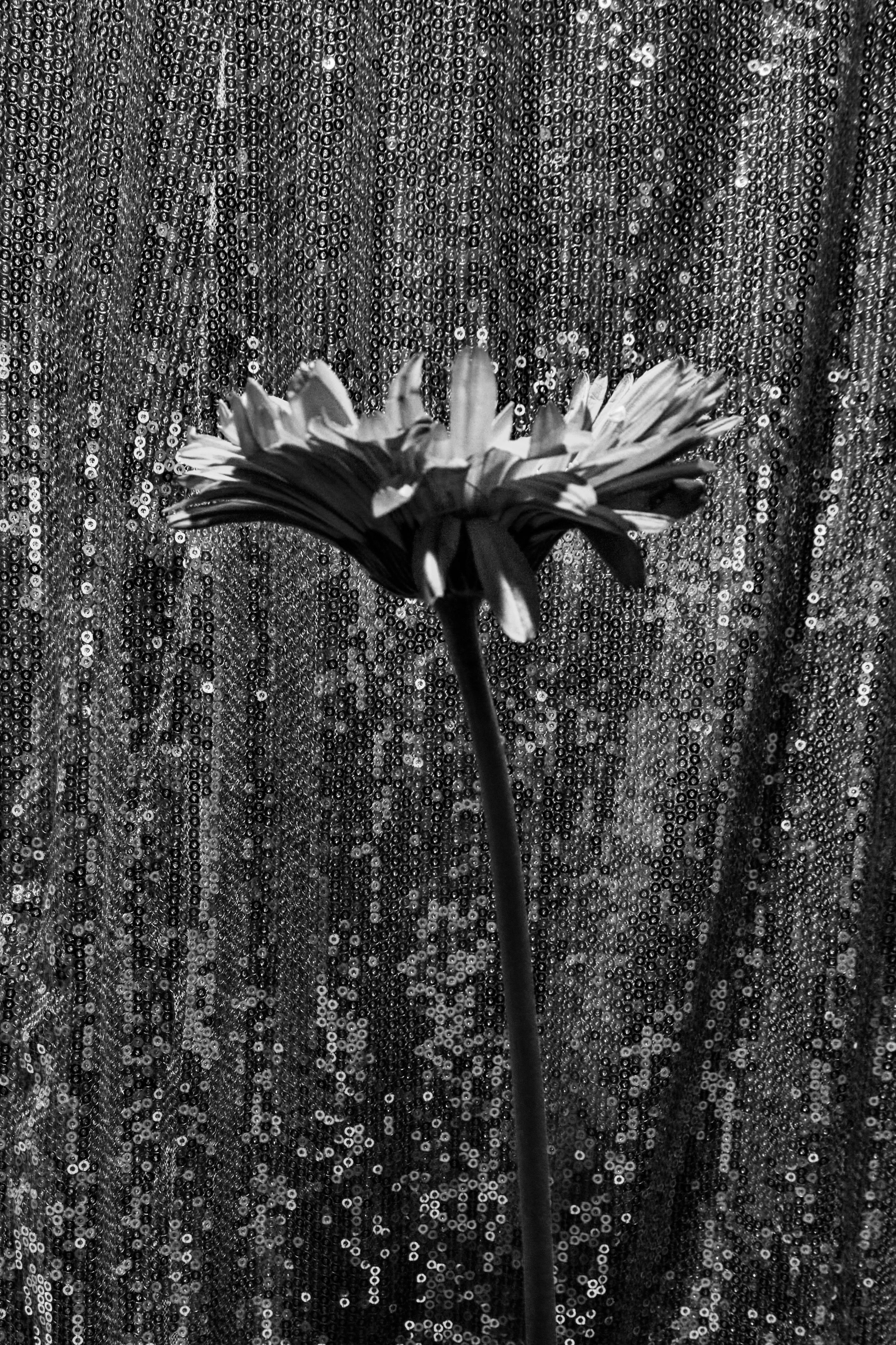 Black Red @doom_of_bloom. @39.62