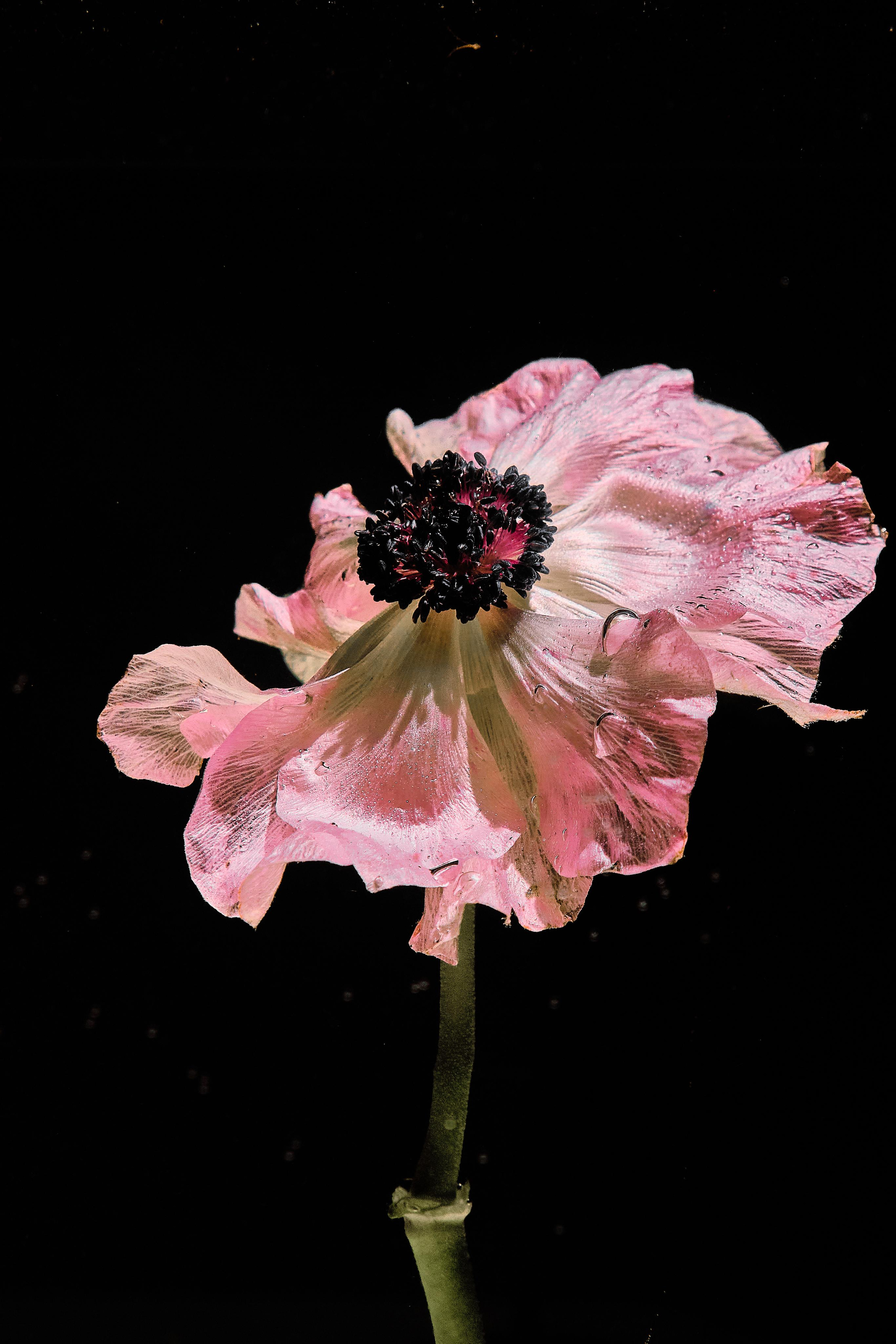 Water @doom_of_bloom. @39.62