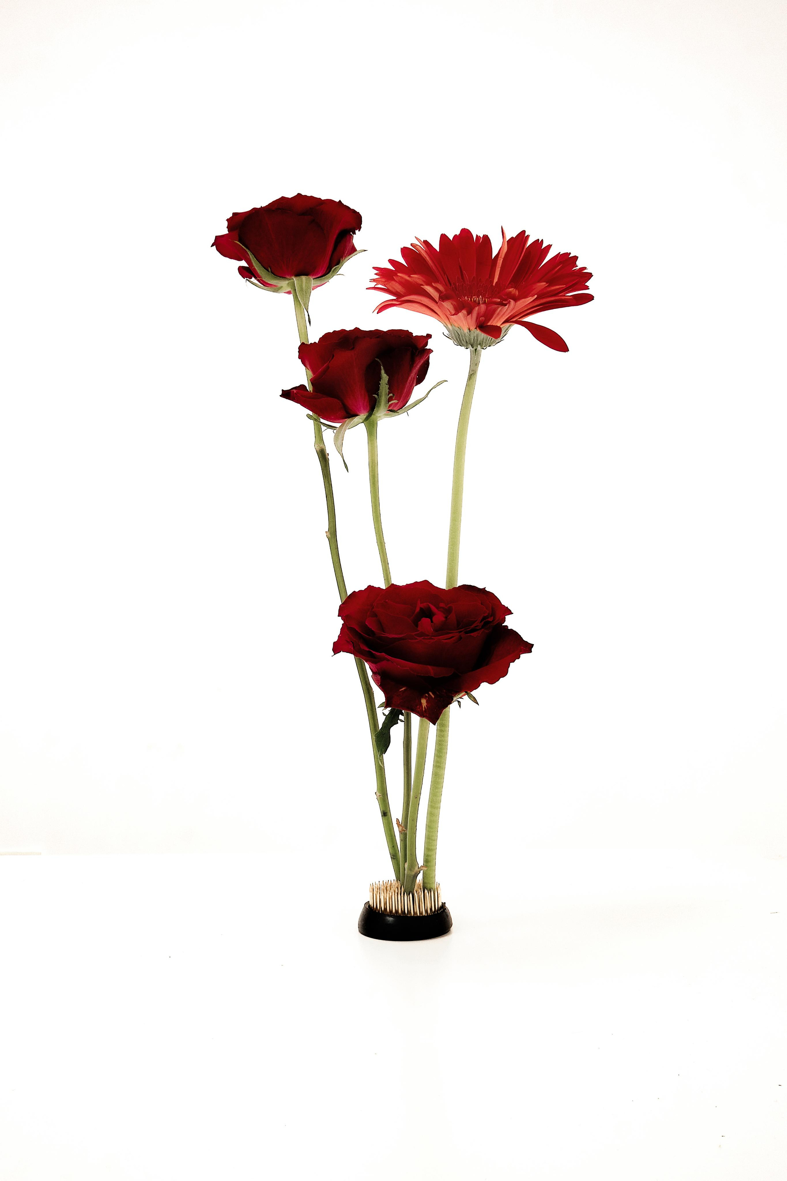 Black Red @doom_of_bloom. @39.62