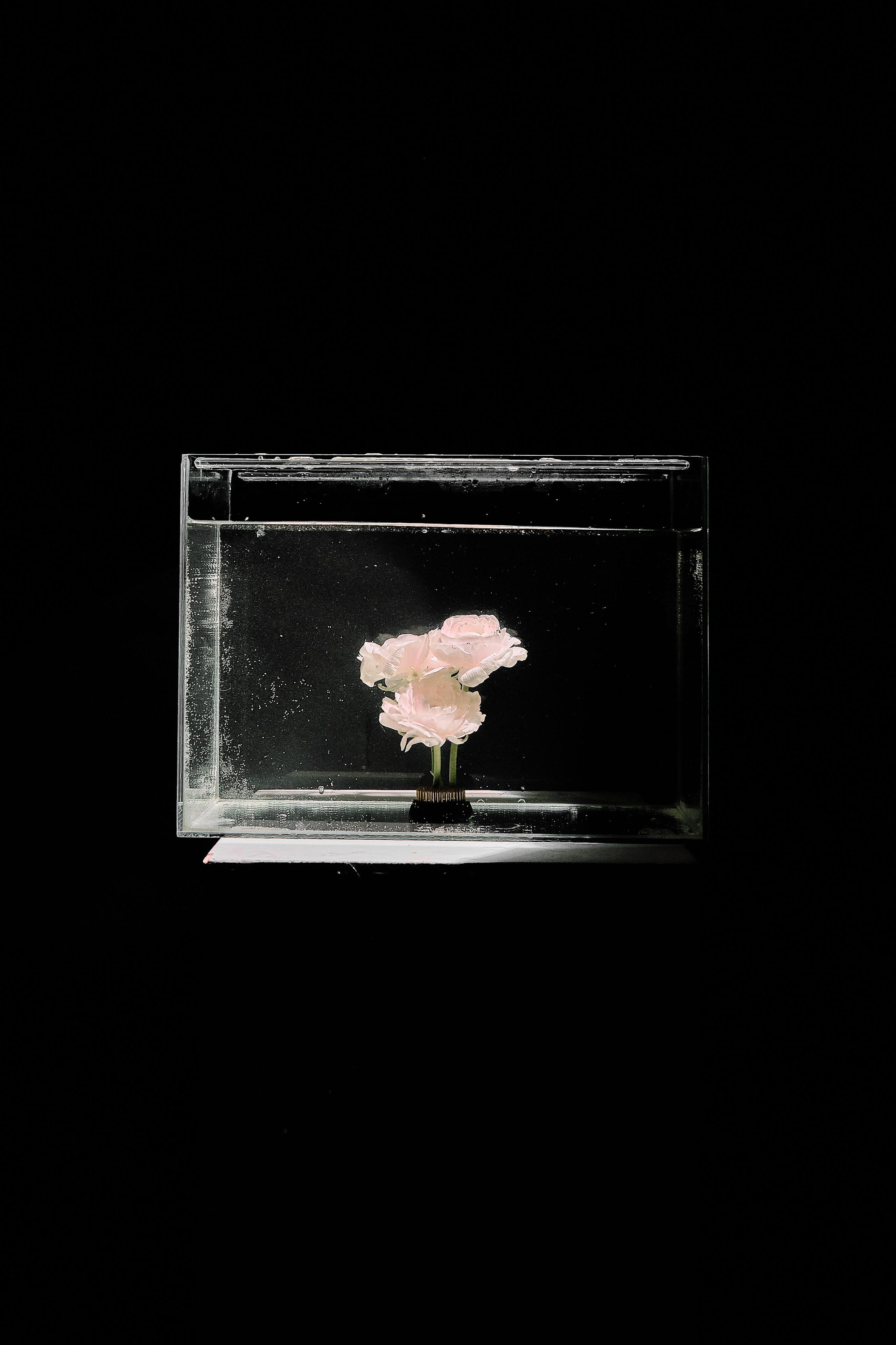 Water @doom_of_bloom. @39.62