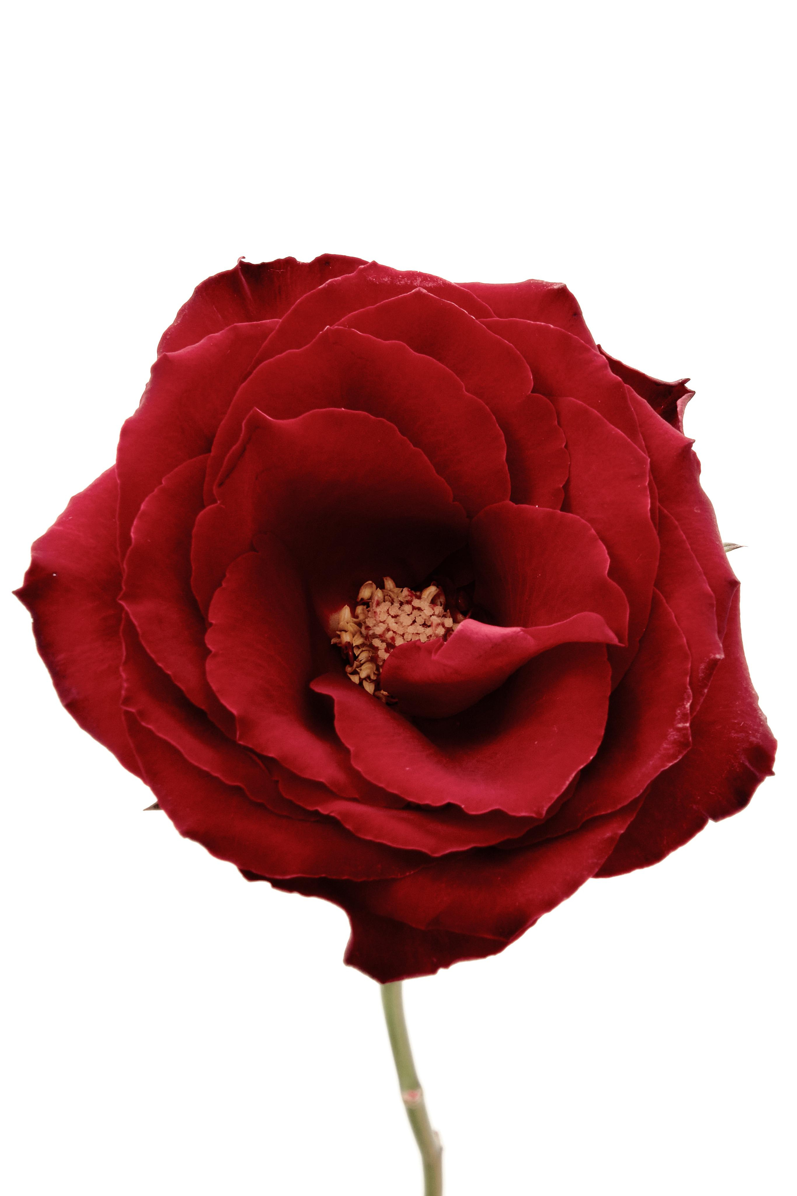 Black Red @doom_of_bloom. @39.62