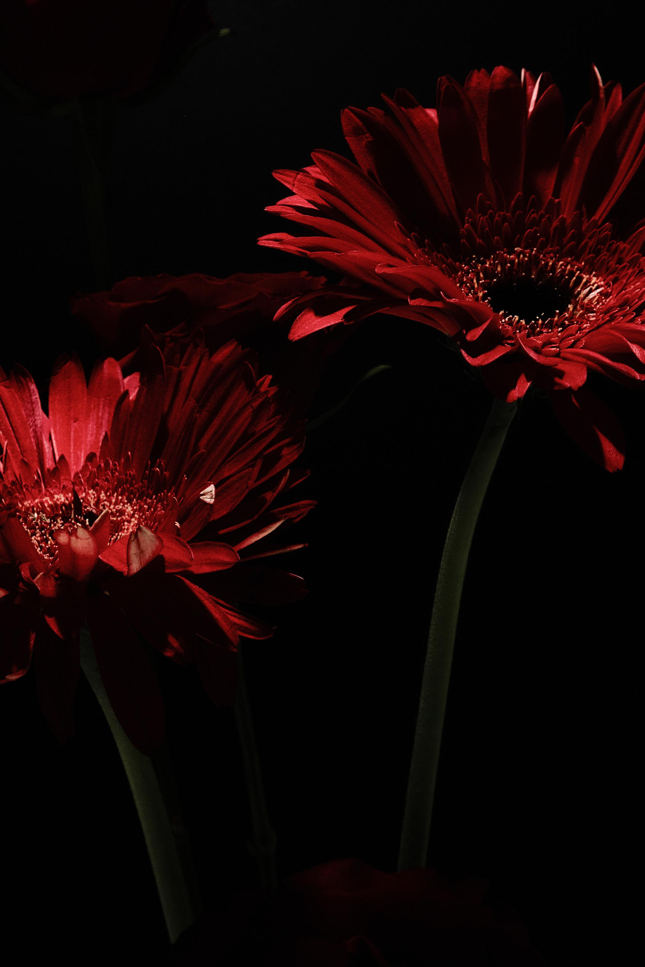 Black Red @doom_of_bloom. @39.62