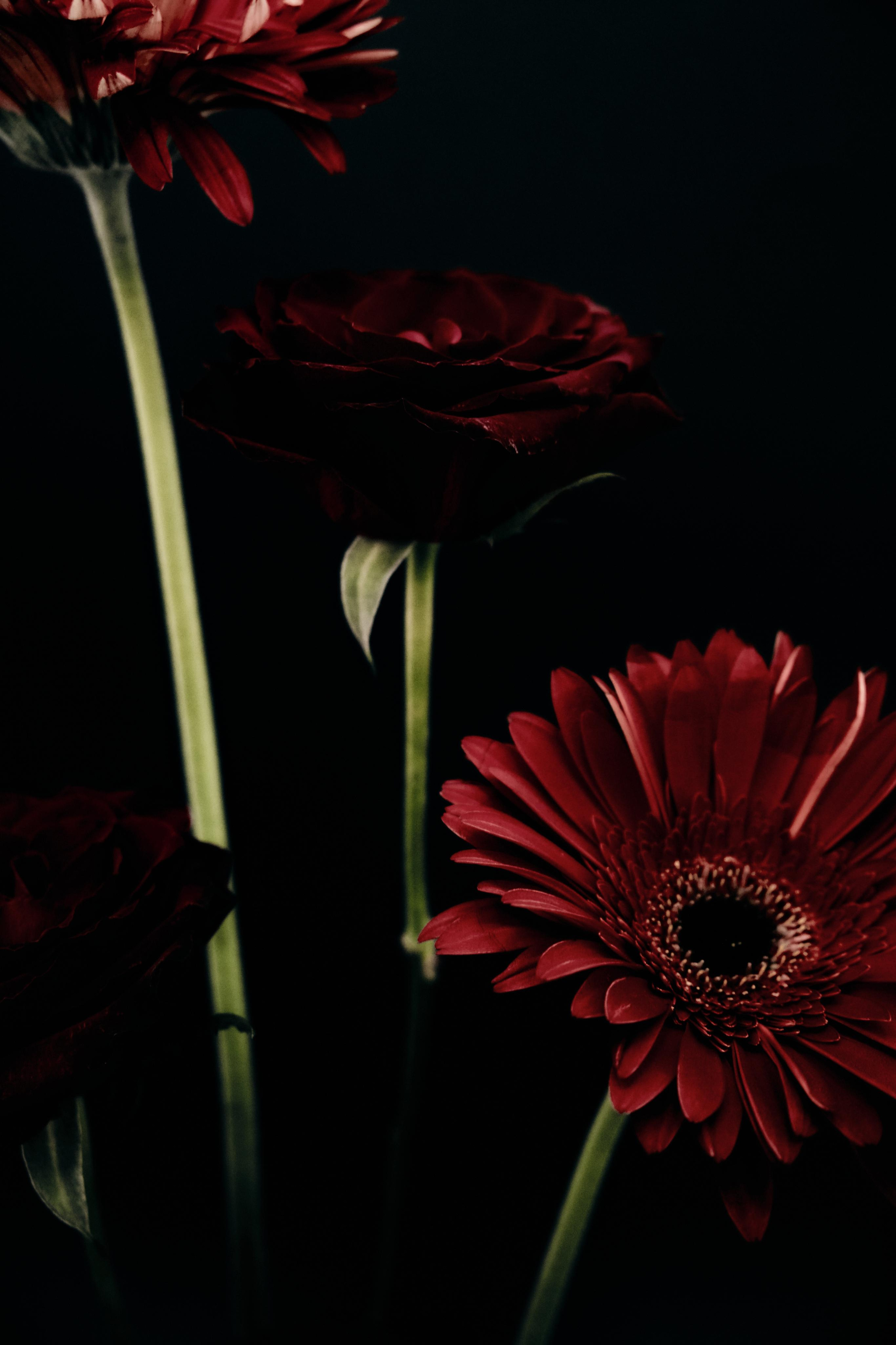 Black Red @doom_of_bloom. @39.62