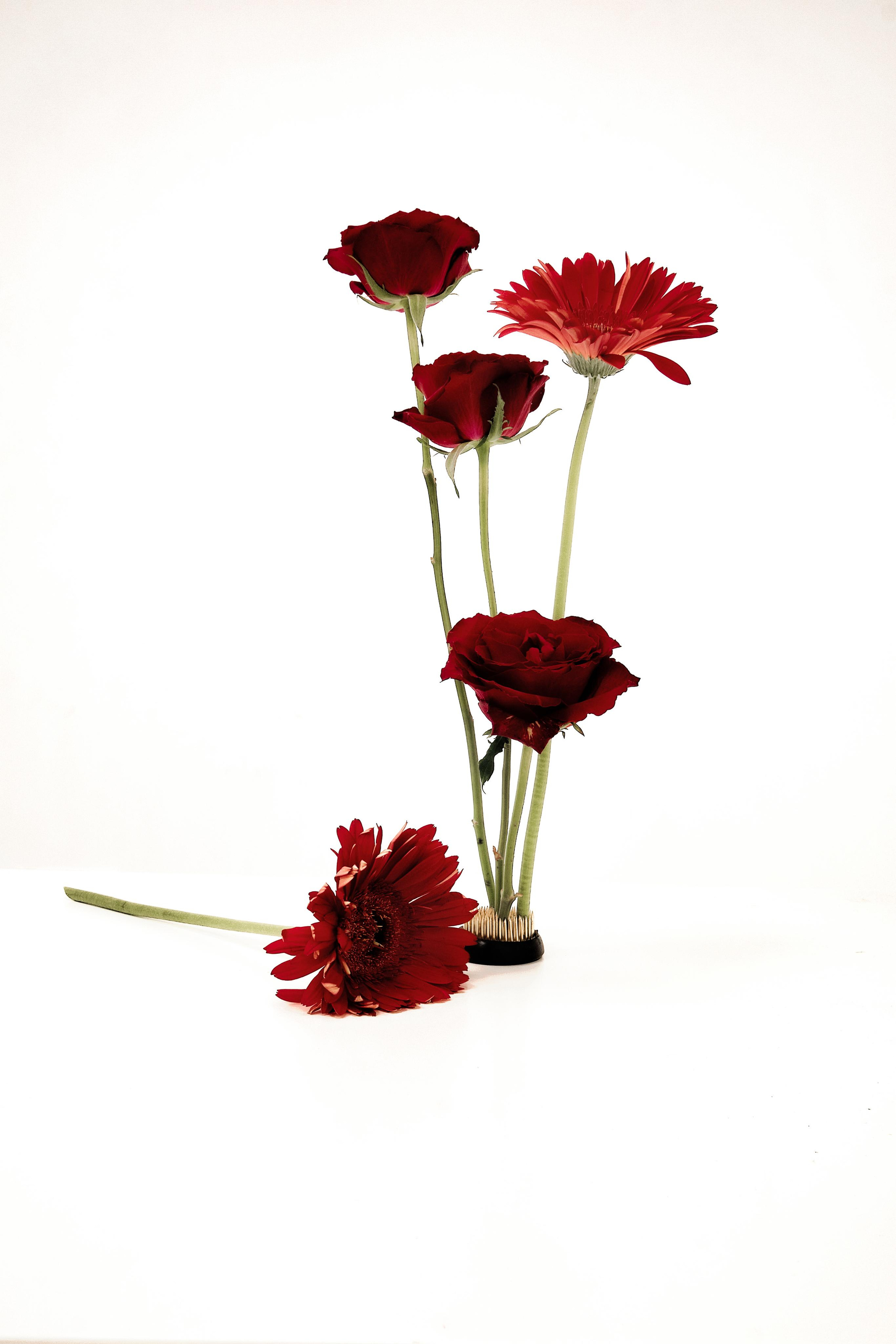 Black Red @doom_of_bloom. @39.62