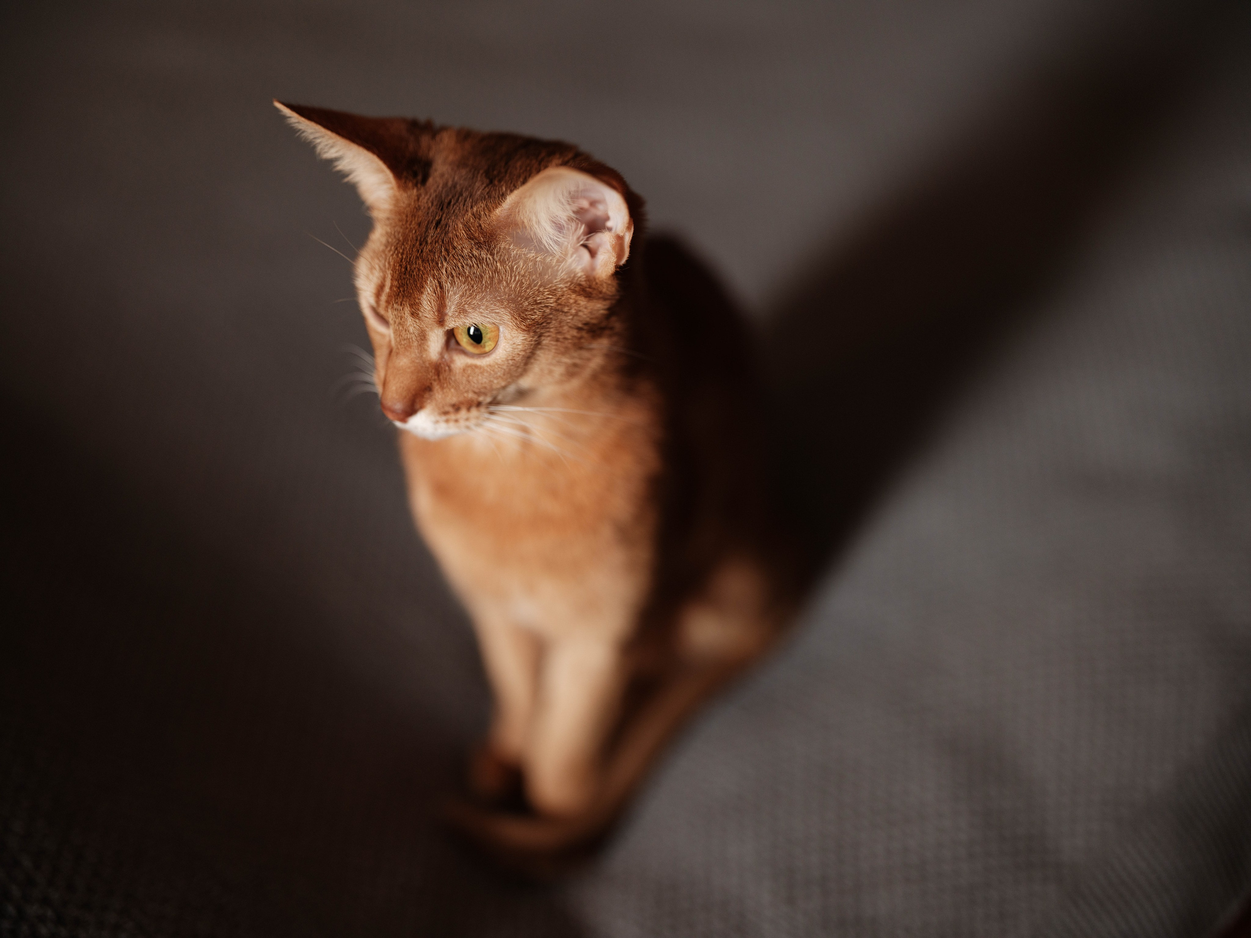 Животные. Фотограф Балаев Михаил