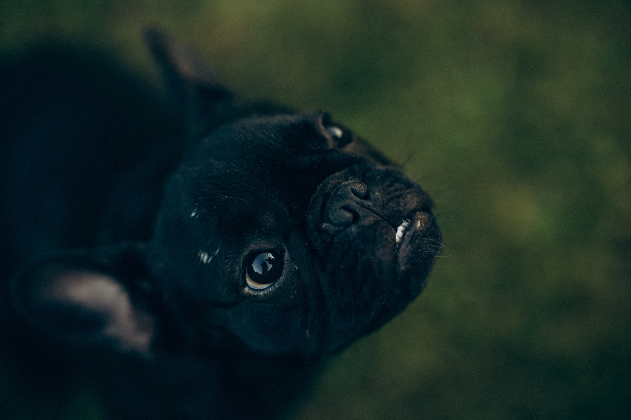 Катя и ее стая. Татьяна Афонина | Фотограф