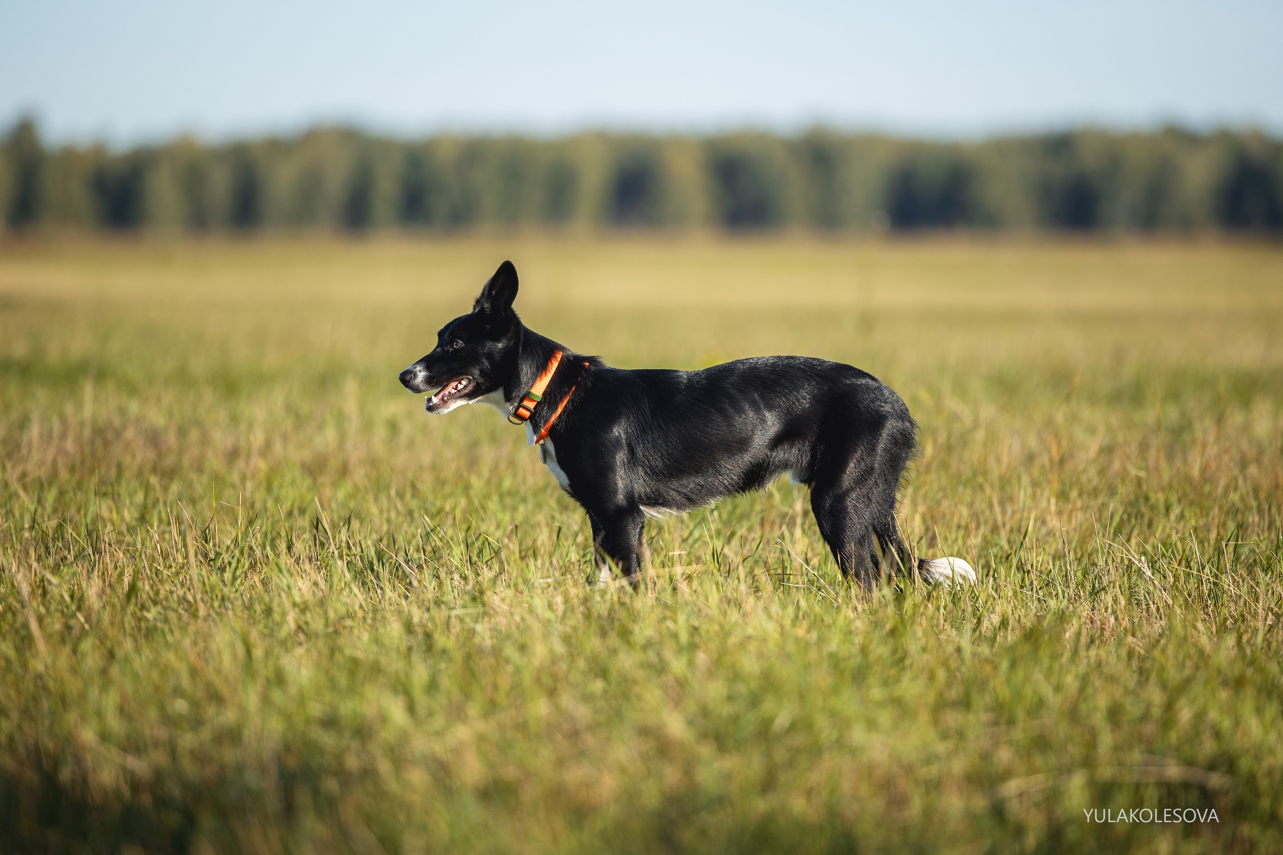 Пастуший интенсив, сентябрь 2024. YULA KOLESOVA | Фотограф — Анималист | Художник | Тюмень