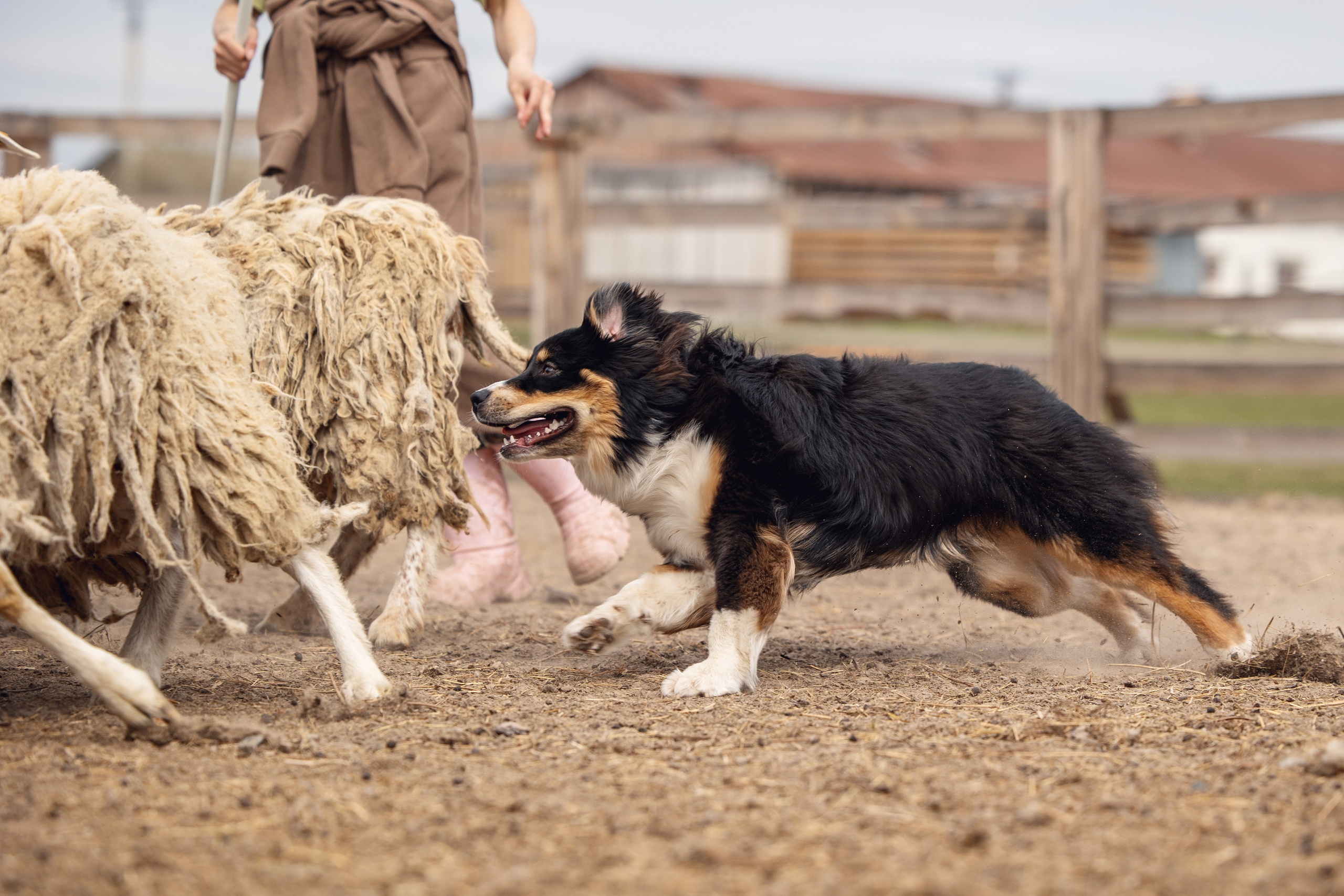 Ночь. YULA KOLESOVA | Фотограф — Анималист | Художник | Тюмень