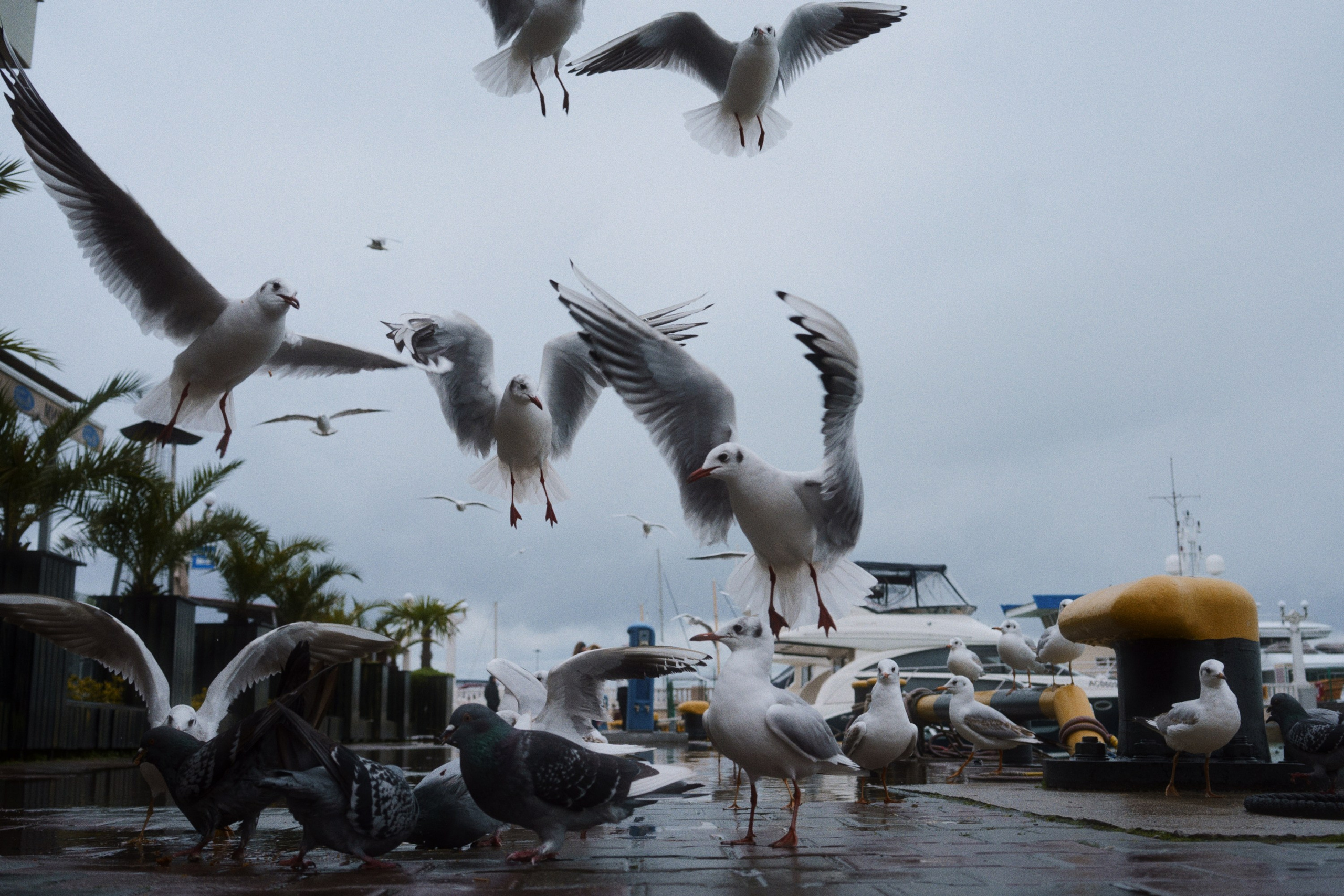 Sochi port (morskaya). Фотограф Юрин Евгений