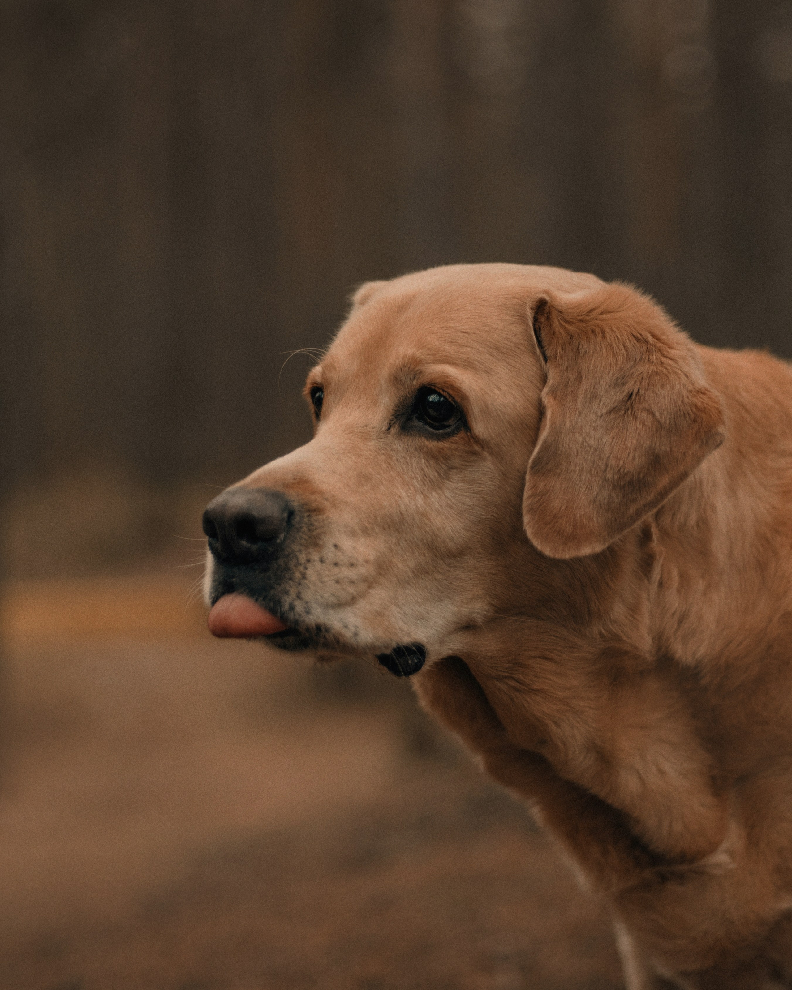 Прогулка: берн Пума, Фрэнк и Юля в Питере. Портфолио