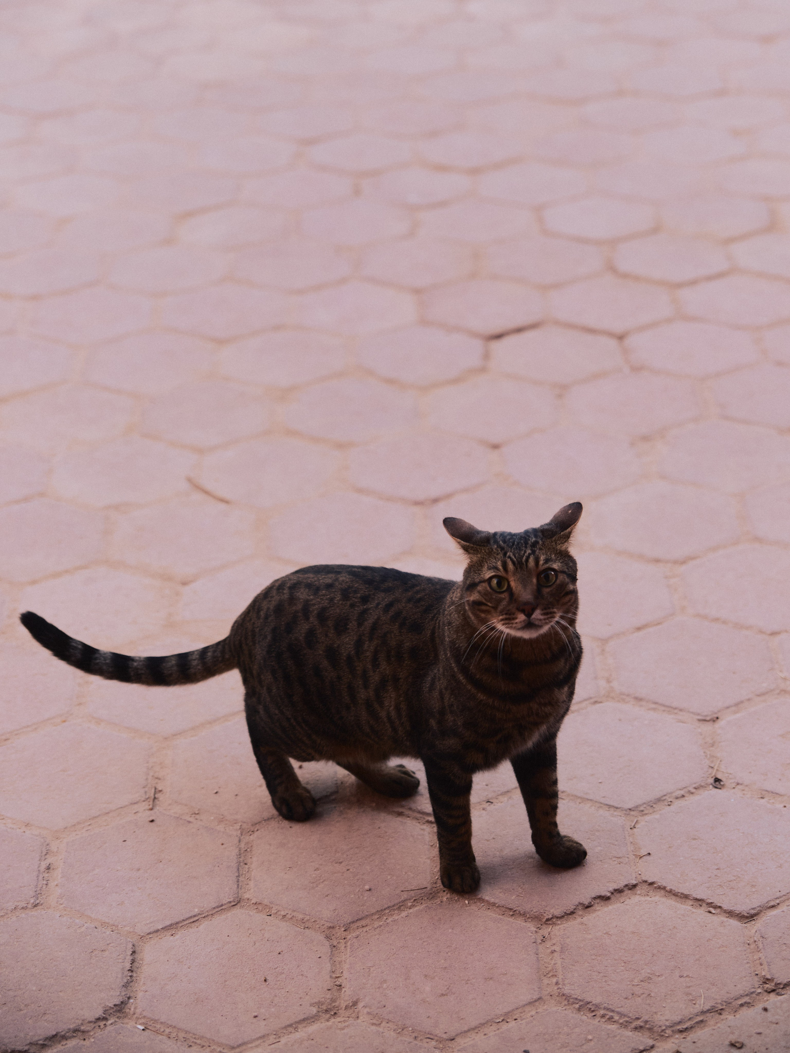 Другое 2. Jorgis Talè — photographer, kind person, teacher of arts and other mag