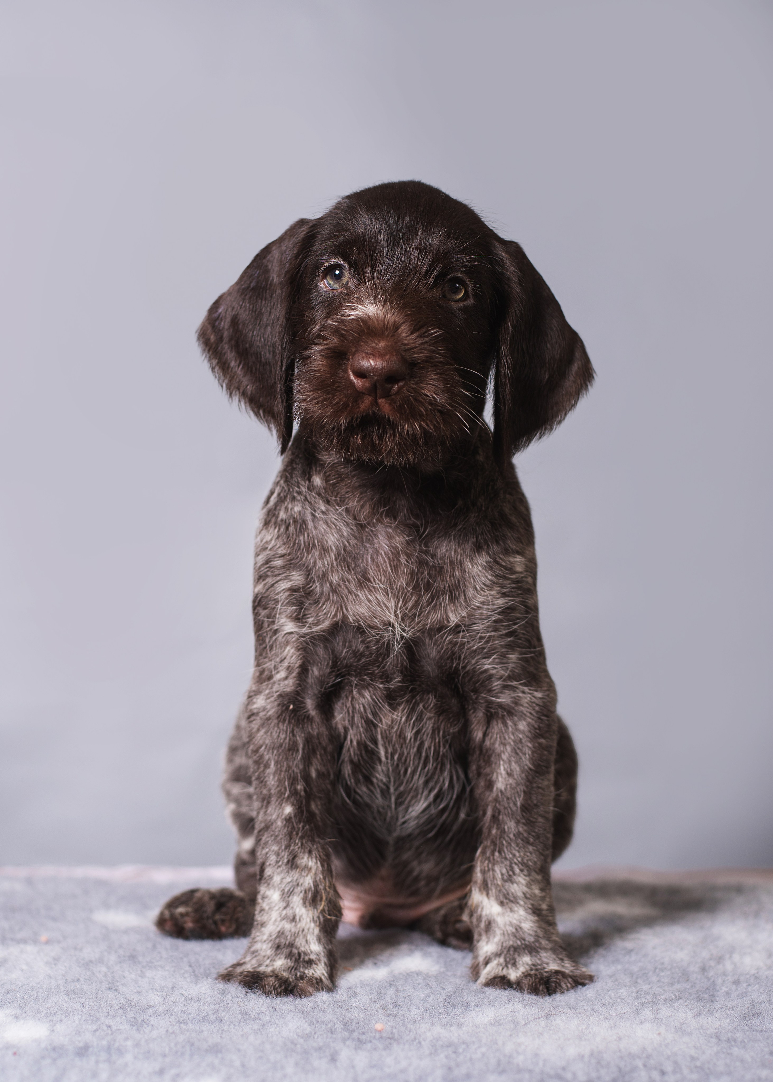 Дратхаарята. Дог-фотограф в Тюмени Александра Королева