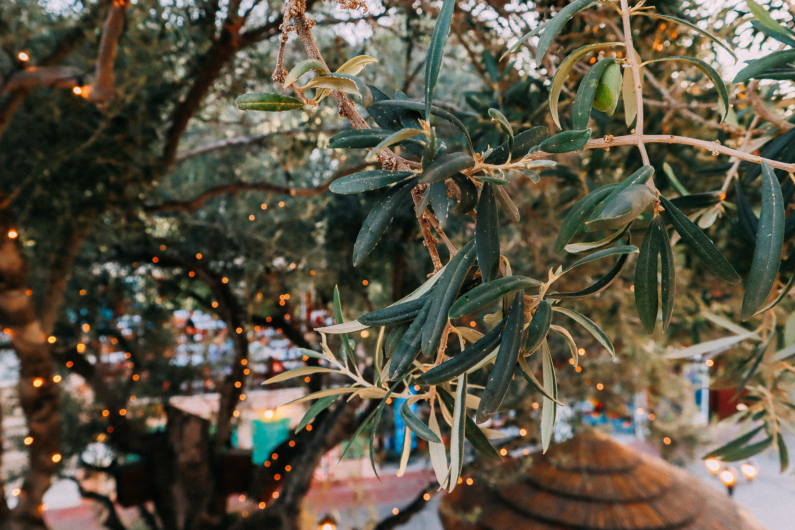 Крит. Аня Степанова