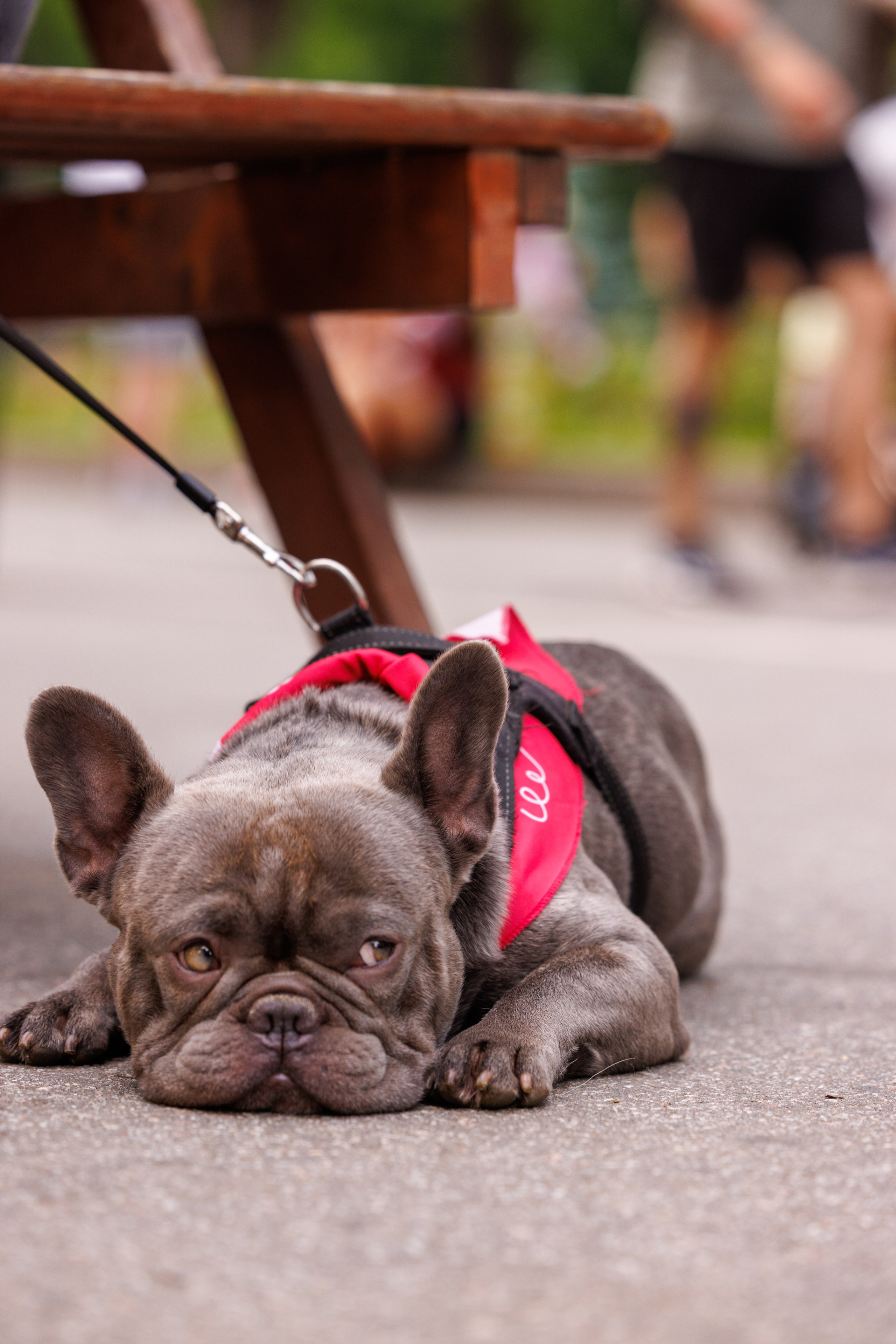 PetShopDays2026. Фотограф Александр Заломаев