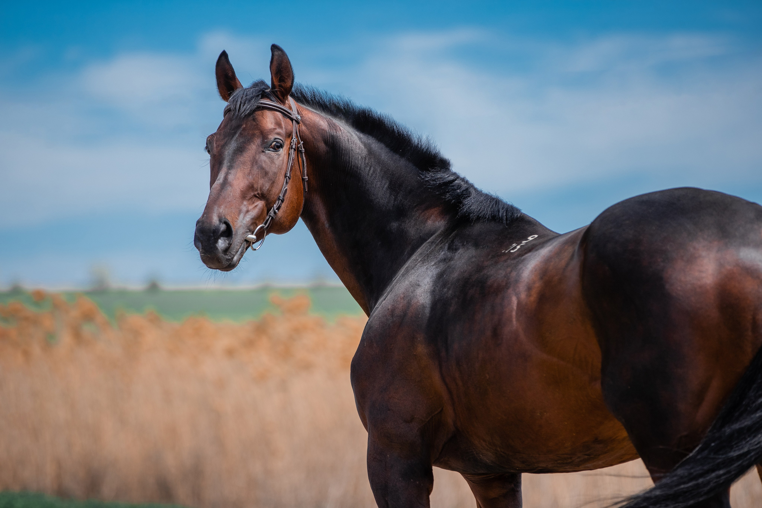 На природе. Фотограф-анималист Ксендзова Кристина