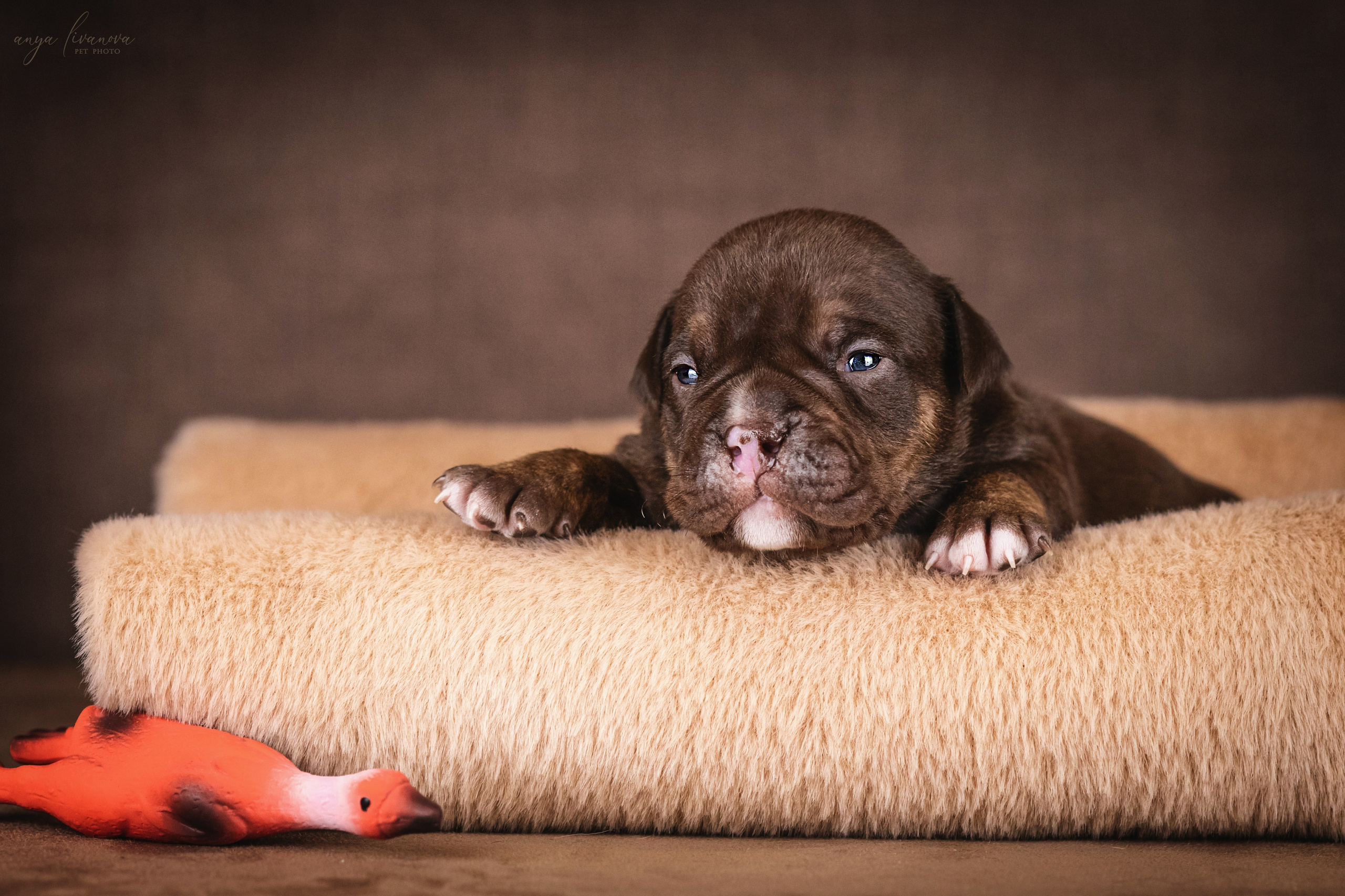 Амбулли. Фотограф анималист Аня Ливанова | Рыбинск