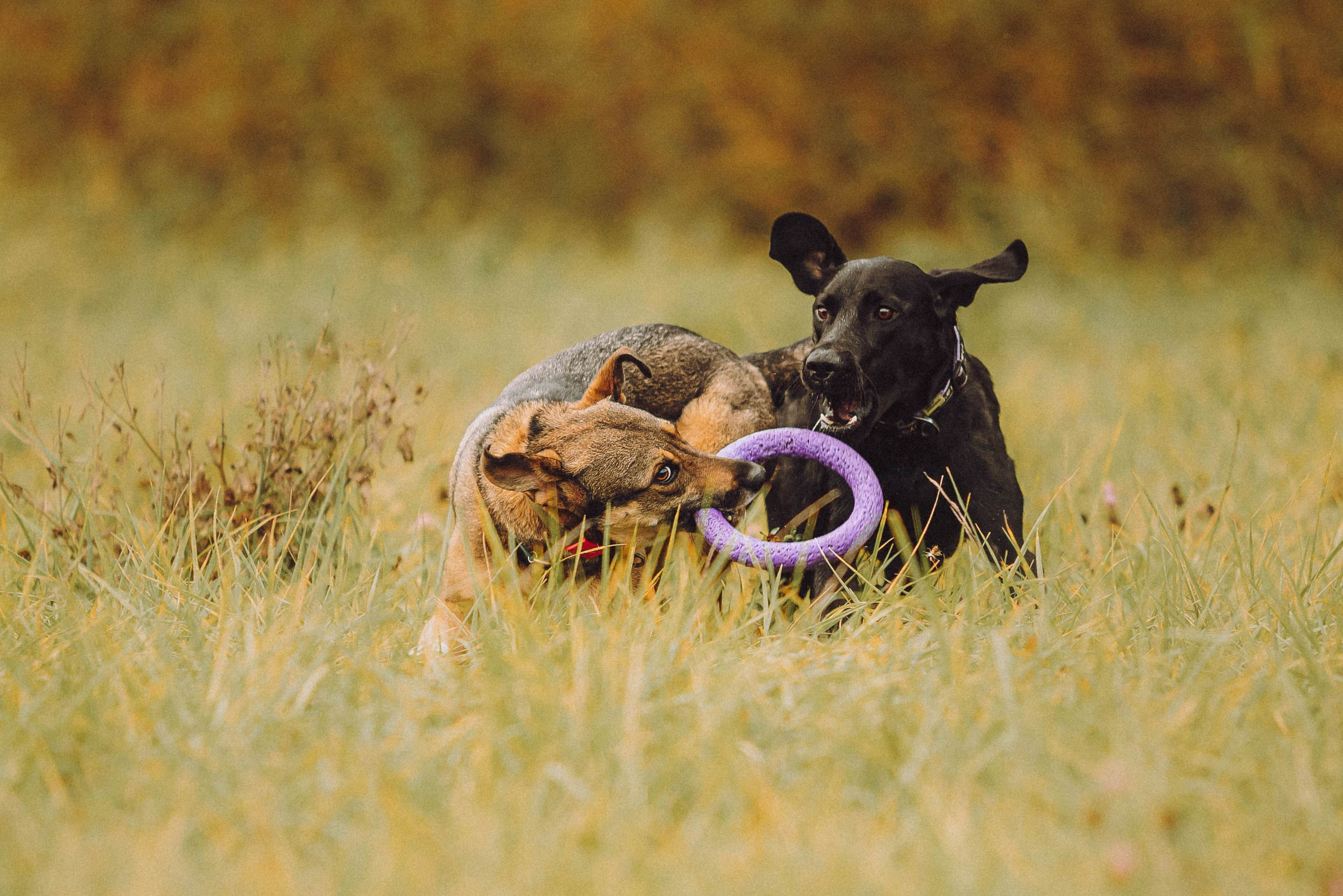 Аня, Нео и Луна