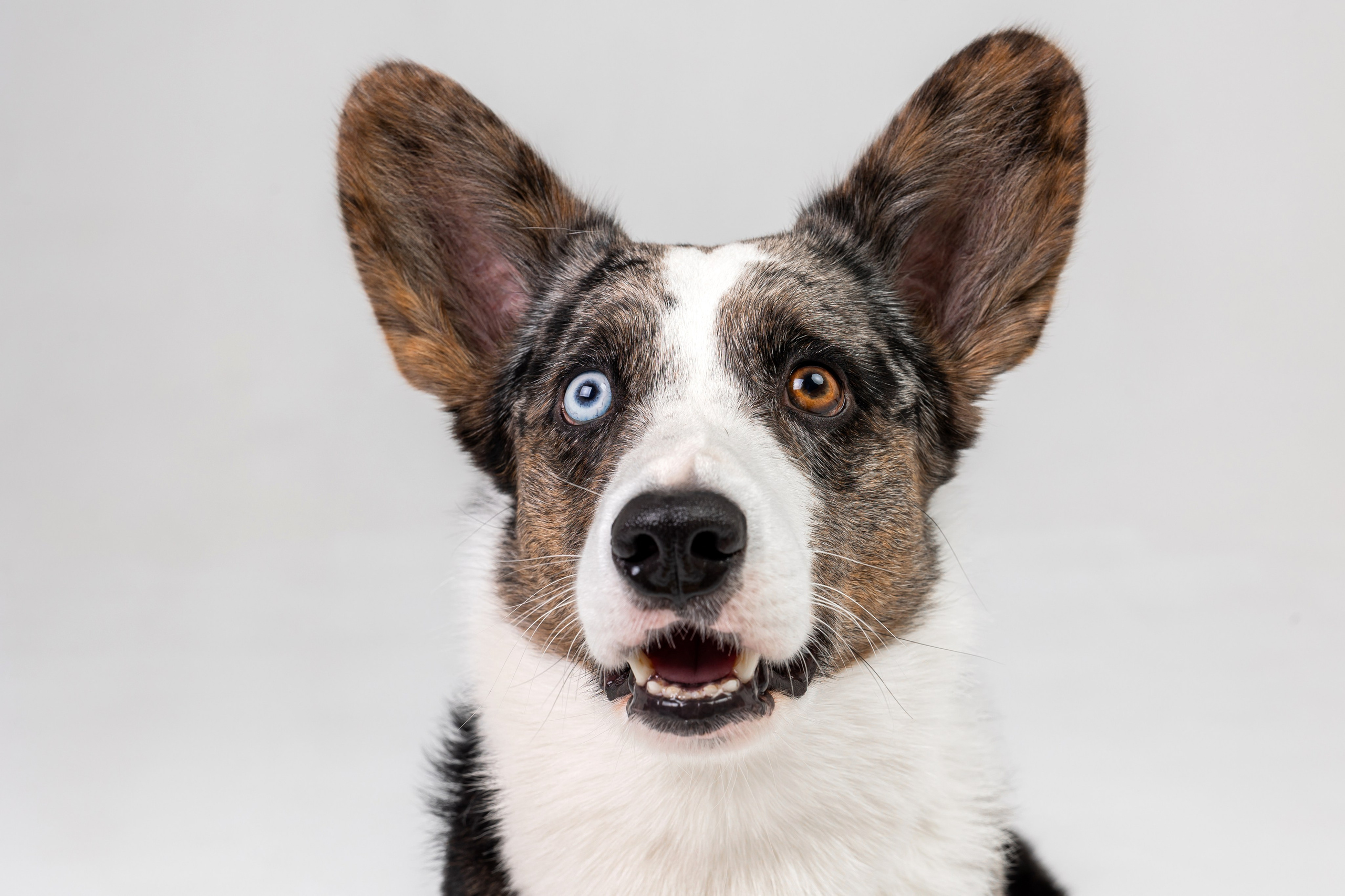 Анатолий и Рагнар