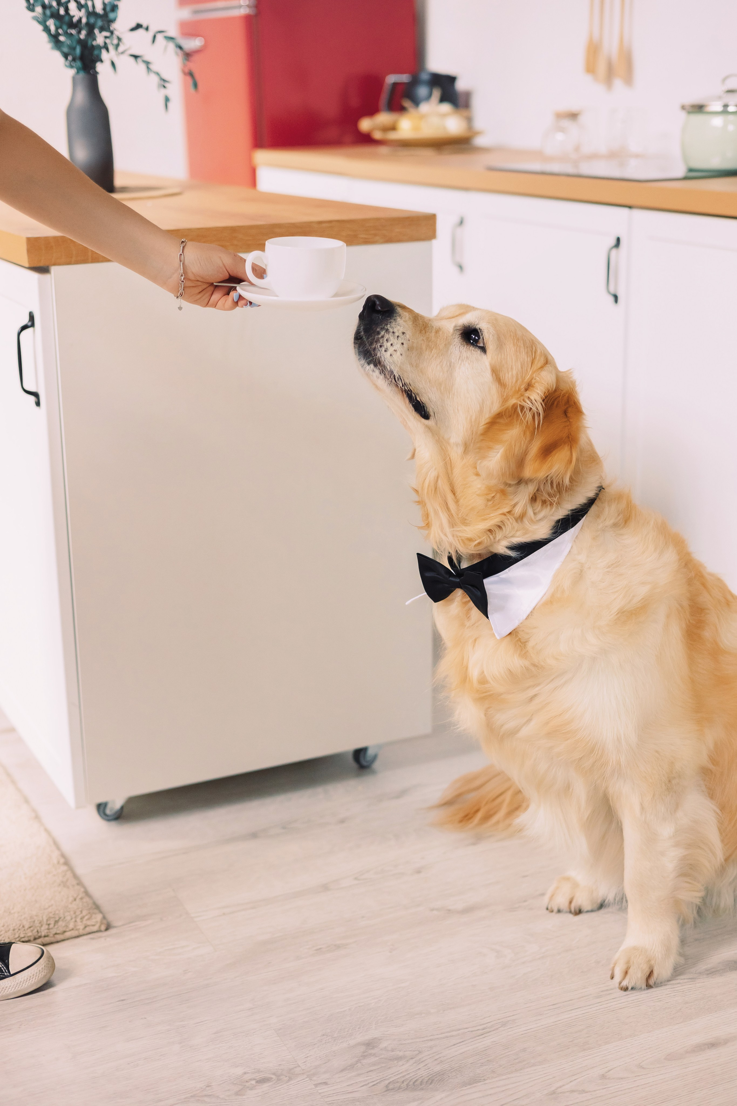 Магазин Friend of mine. Фотограф-анималист Елена Радченко, Москва