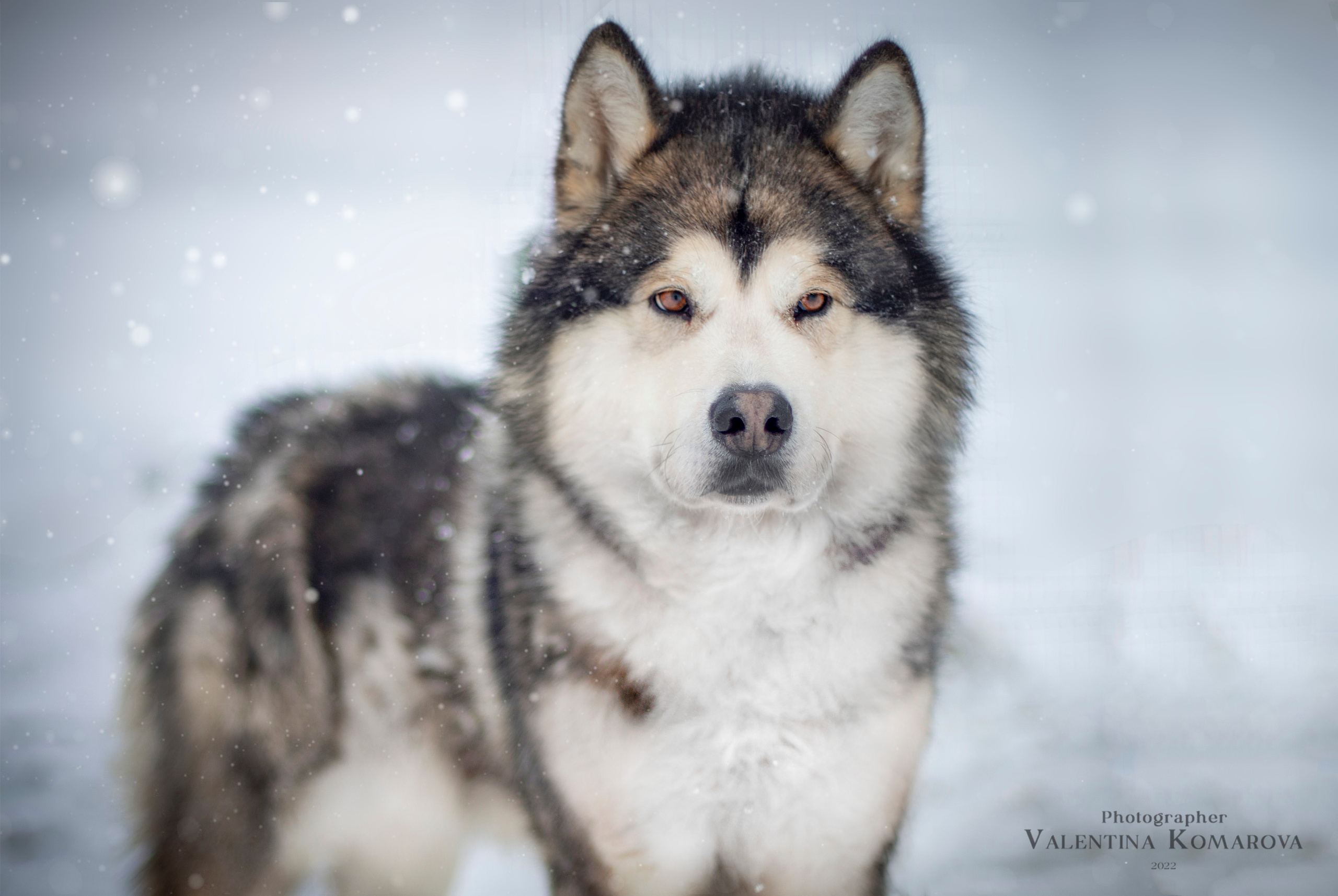Архипелаг Шпицберген. Работа в Арктике. Фотограф Москва, Сергиев Посад