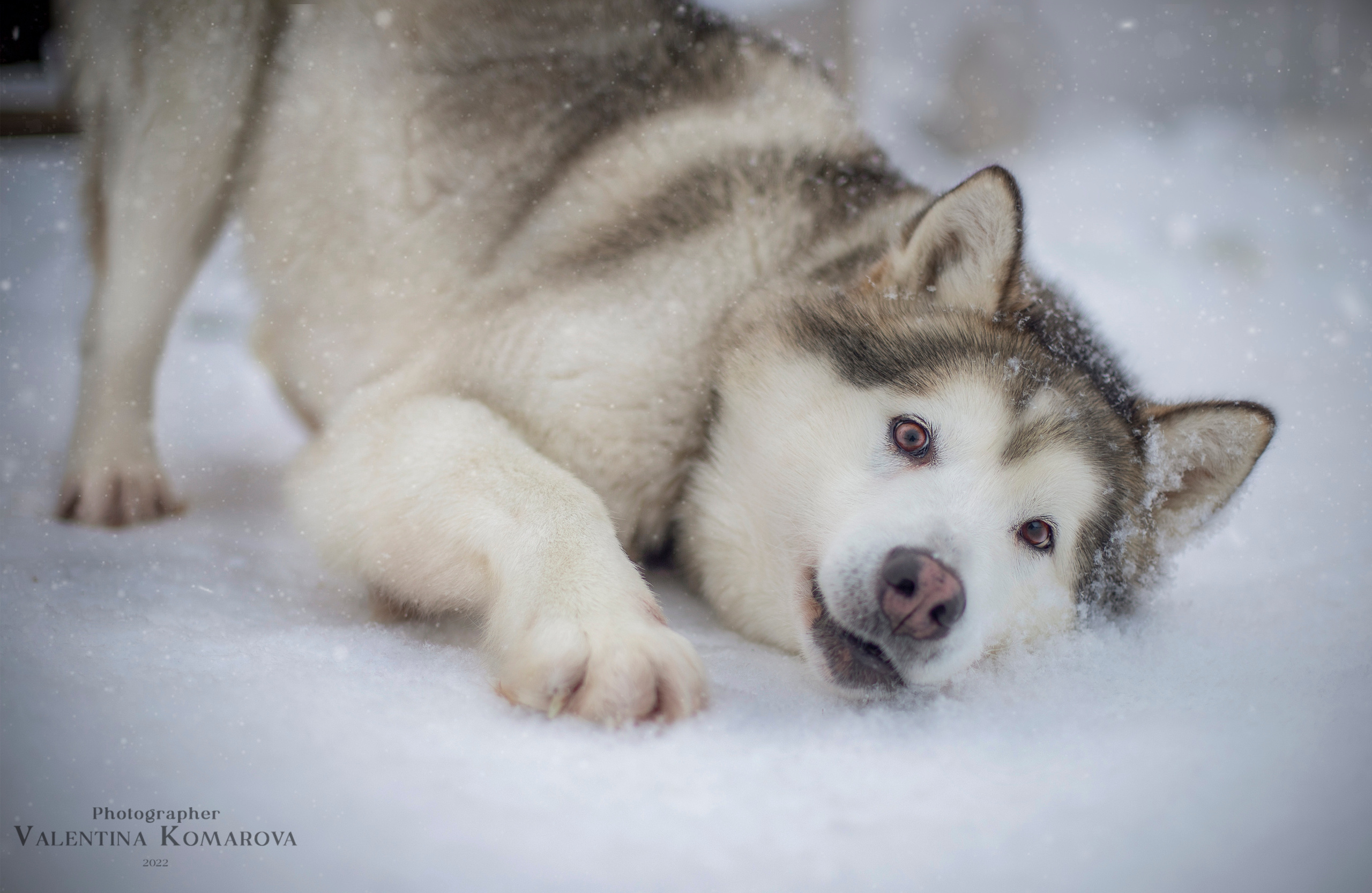 Архипелаг Шпицберген. Работа в Арктике. Фотограф Москва, Сергиев Посад