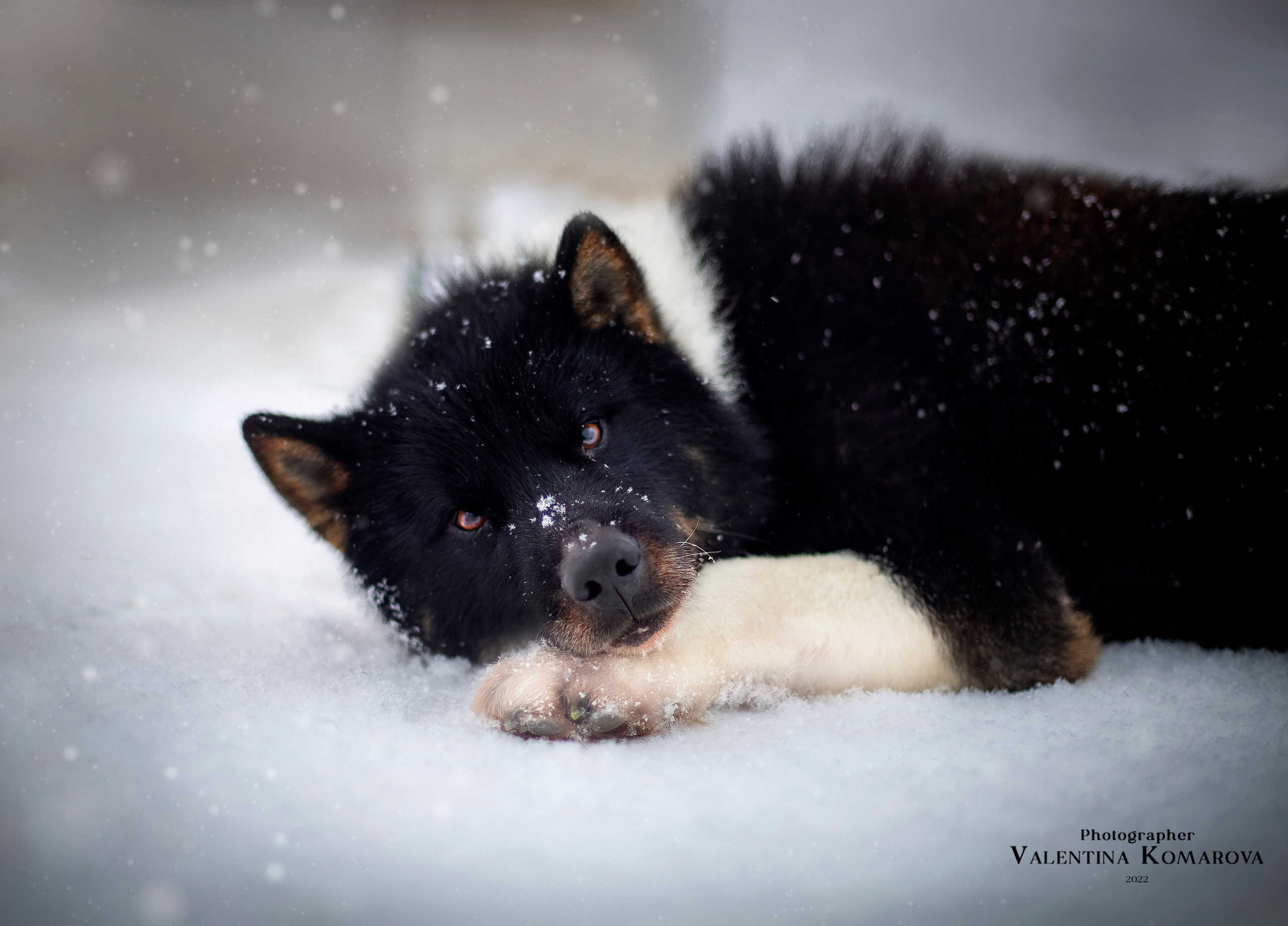 Архипелаг Шпицберген. Работа в Арктике. Фотограф Москва, Сергиев Посад