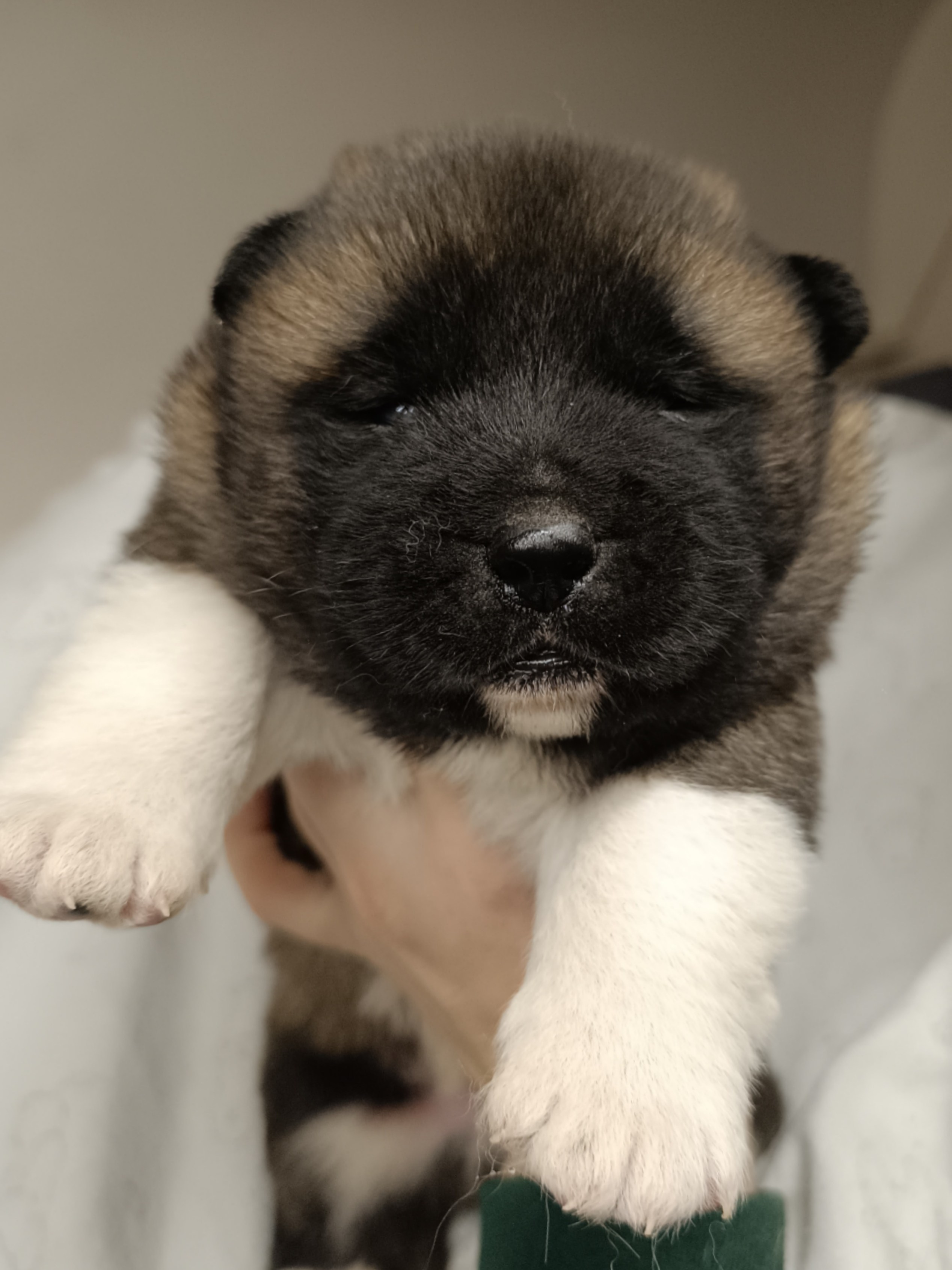 Американская акита  щенки питомник Санкт-Петербург клубные щенки Американская акита питомник RUBYLIGHT Рубилайт купить щенка американской акиты