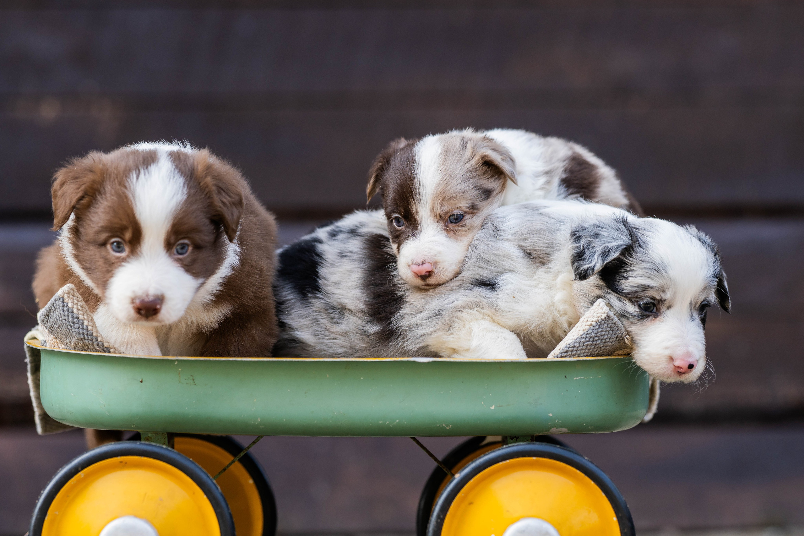 Фритсвит. Семейный фотограф Ефремова Виктория