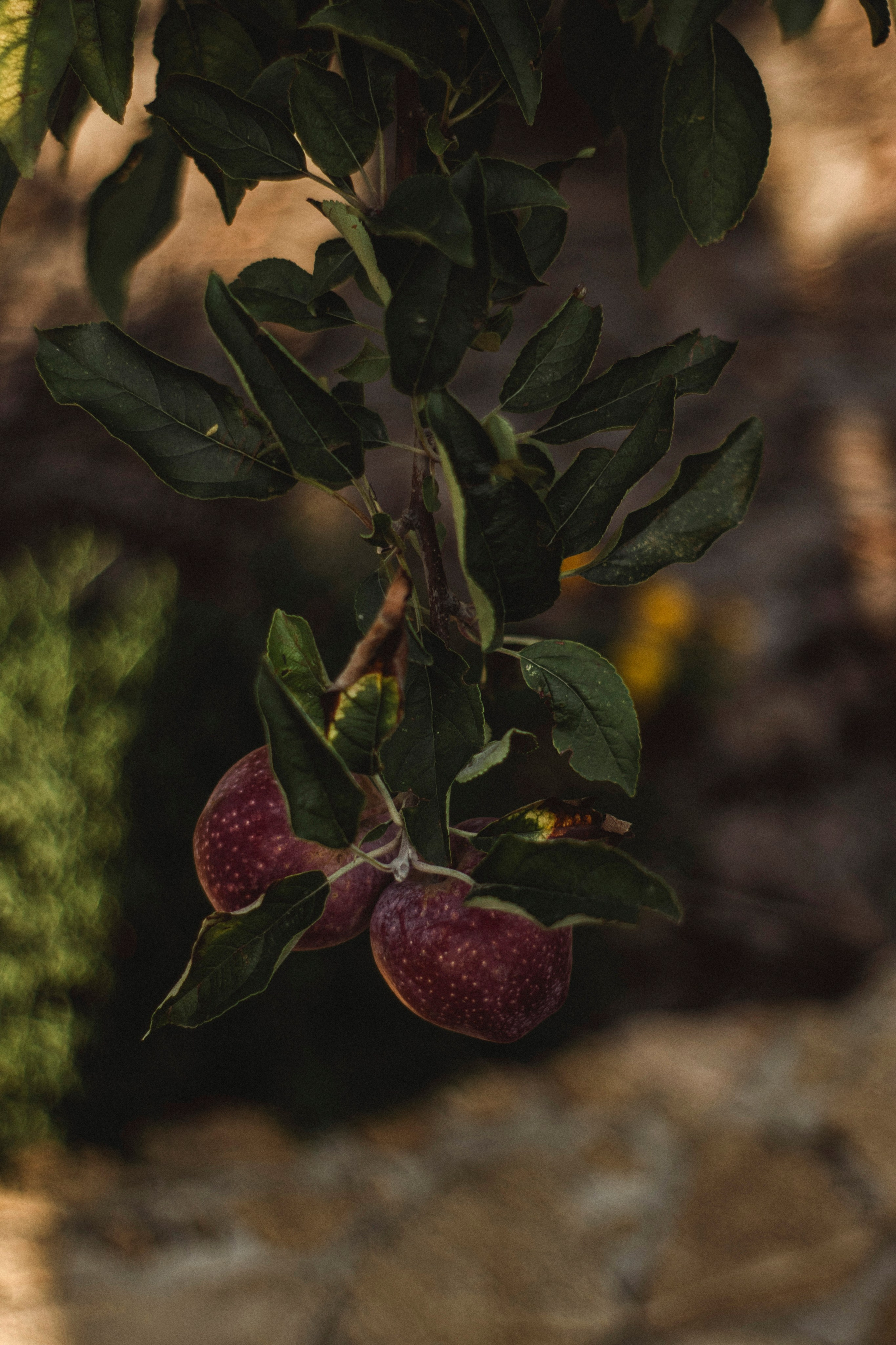 Уличная фотосессия винодельня. Я — фотограф, который помогает запечатлеть самые важные моменты вашей жизни!