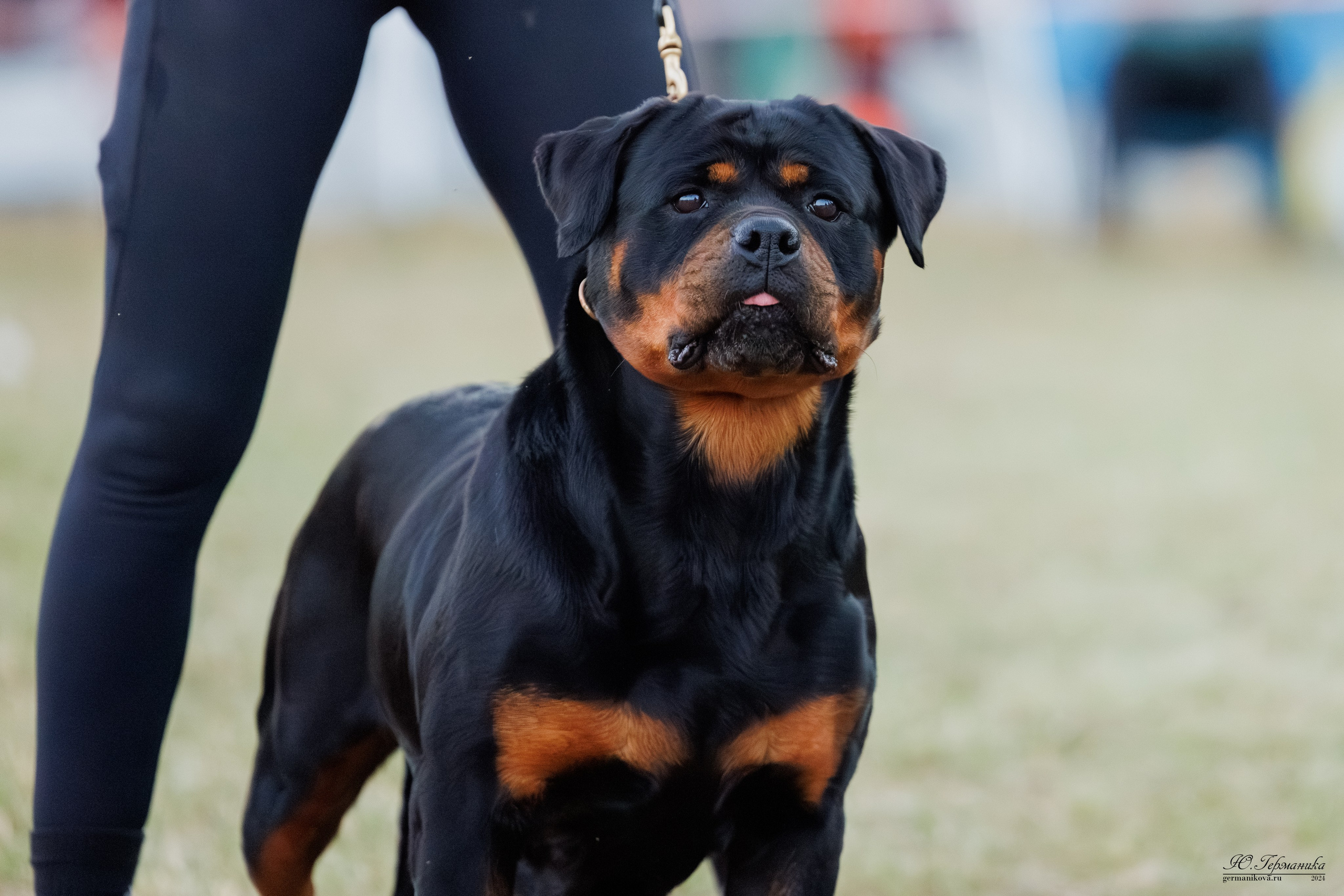 ПК и КЧК ротвейлеры Тверь 6-7.07.2024. Фотограф-анималист Юлия Германика